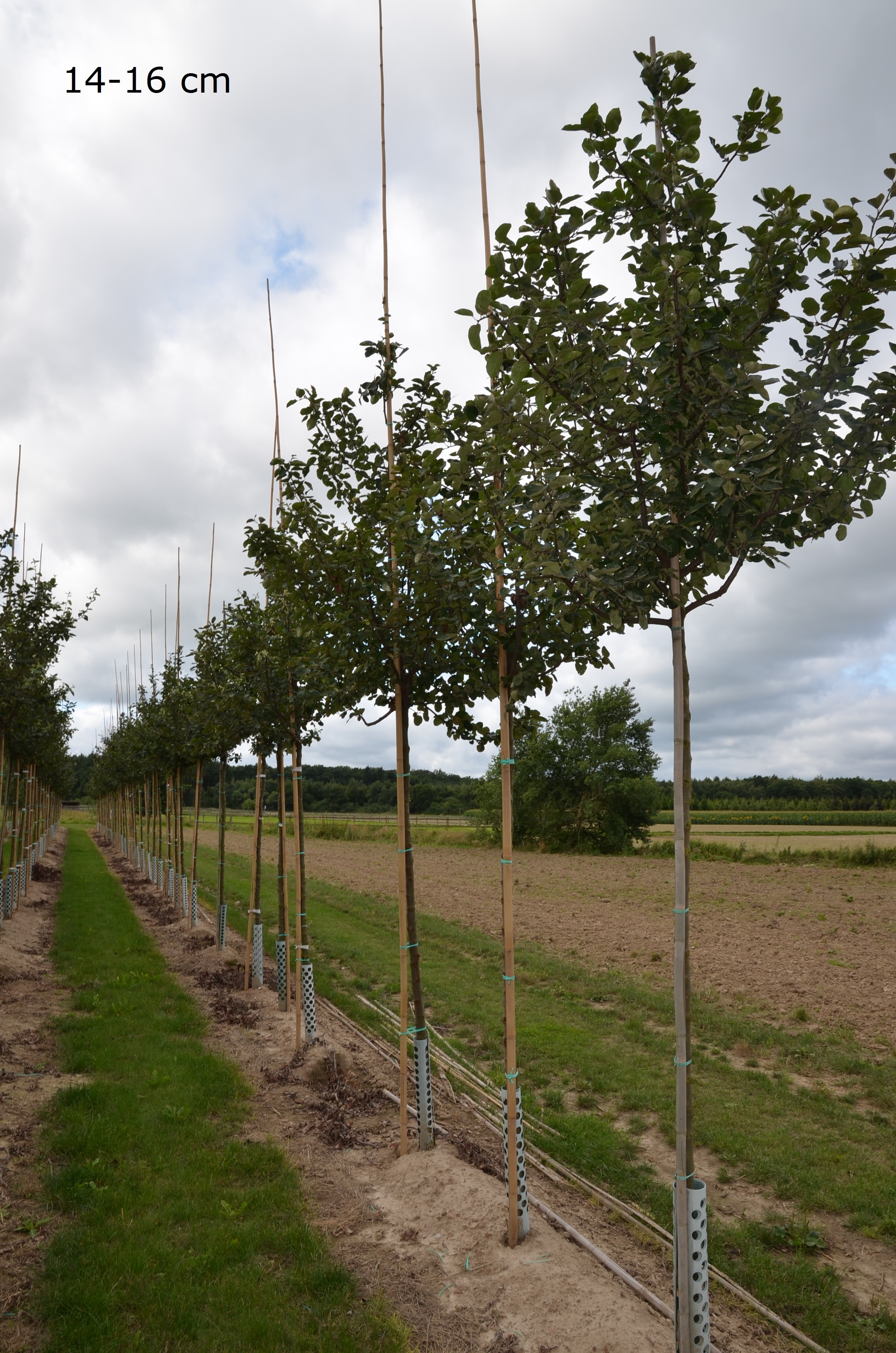 Apfelquitte großer Baum Konstantinopler kaufen