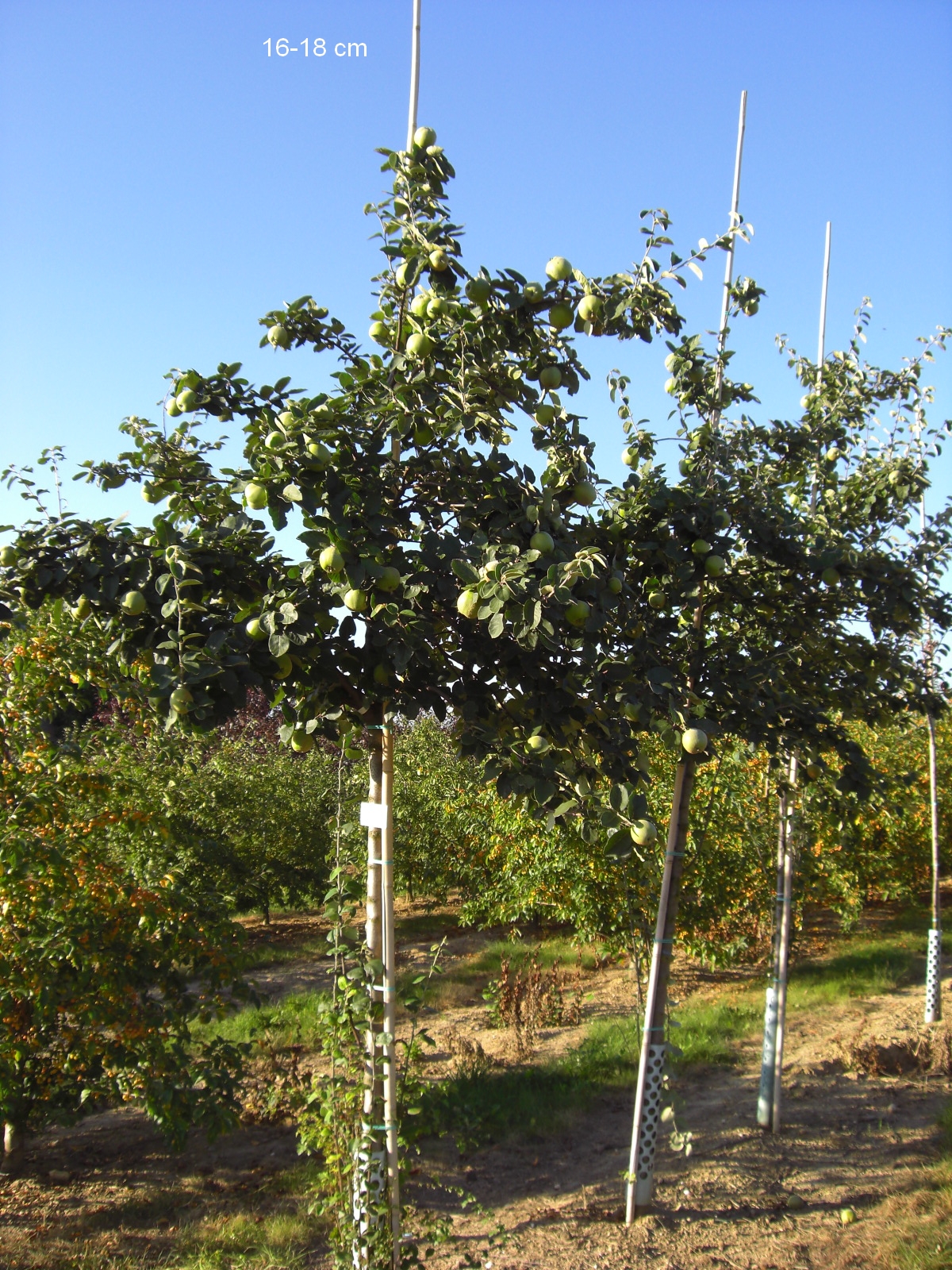 Konstantinopler Apfelquitte großer Baum kaufen