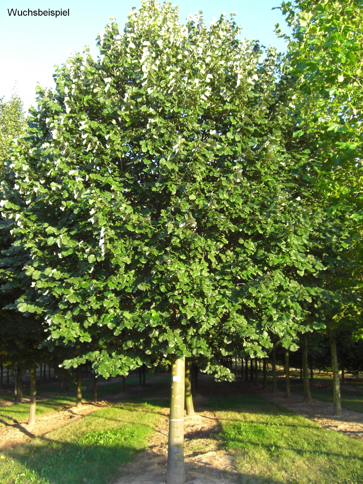Erwerben Sie hier die amerikanische Linde Tilia americana