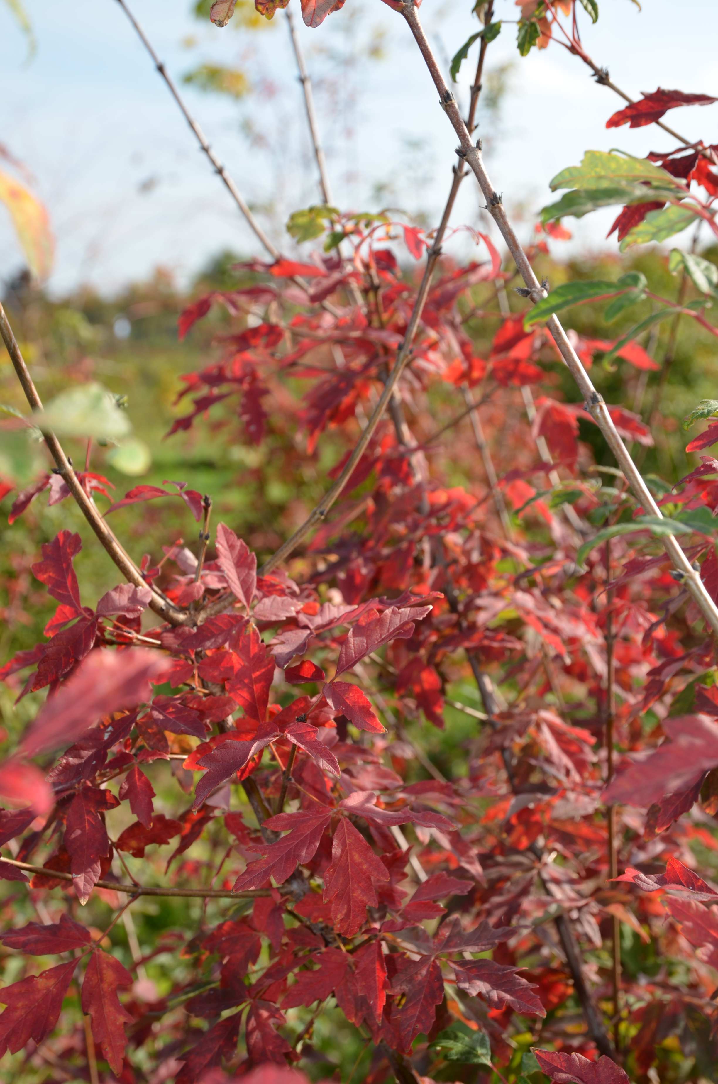 auffälliger Strauch oder kleiner Baum
