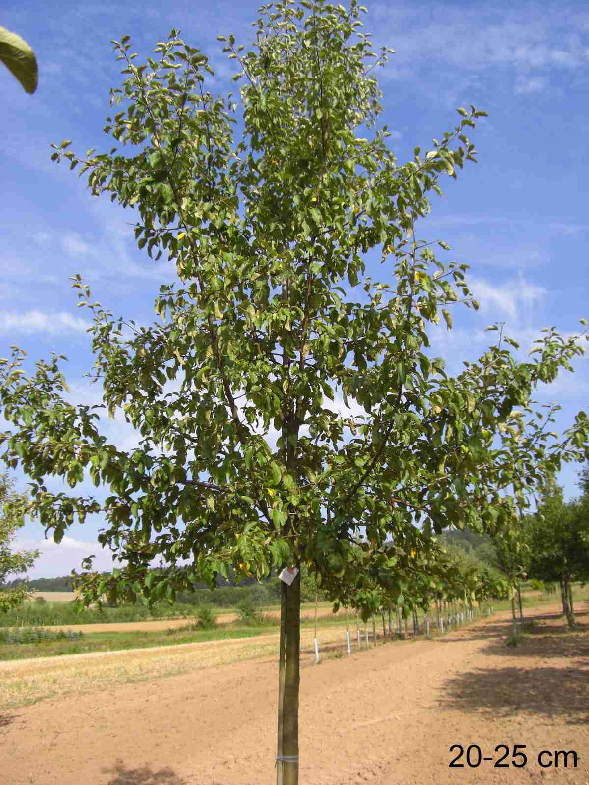 Plantiflor Apfelbaum Gravensteiner hochstamm 175-225 cm