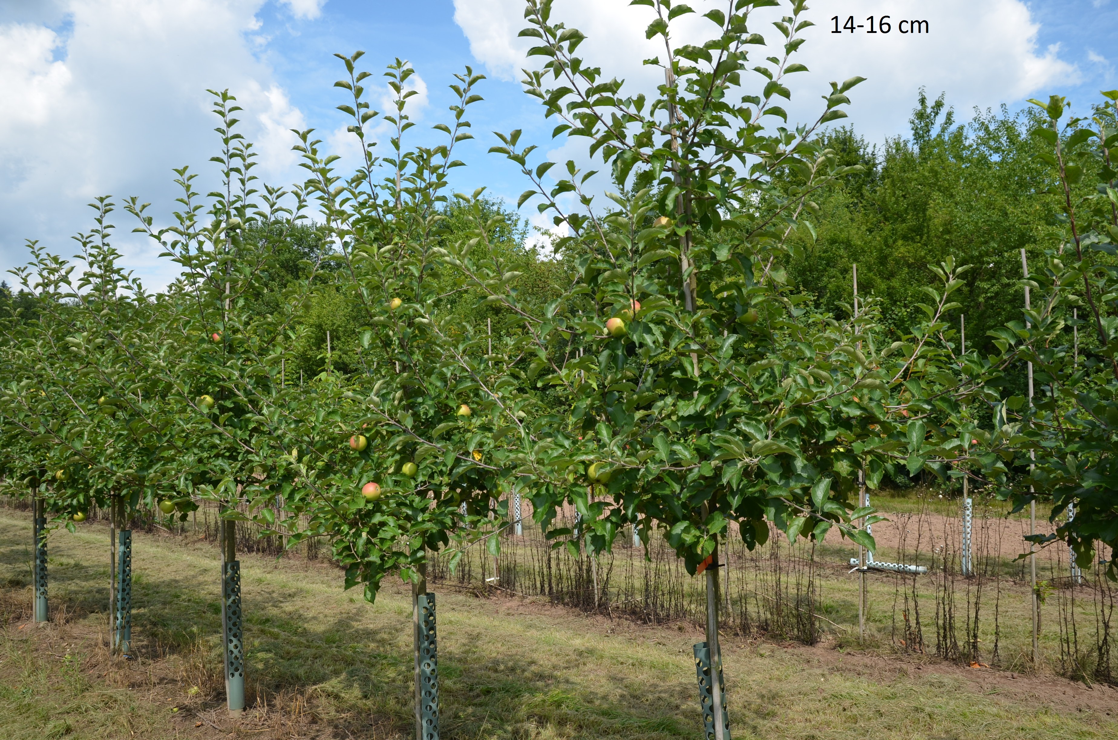 Apfelbaum Jonagold als großen Baum