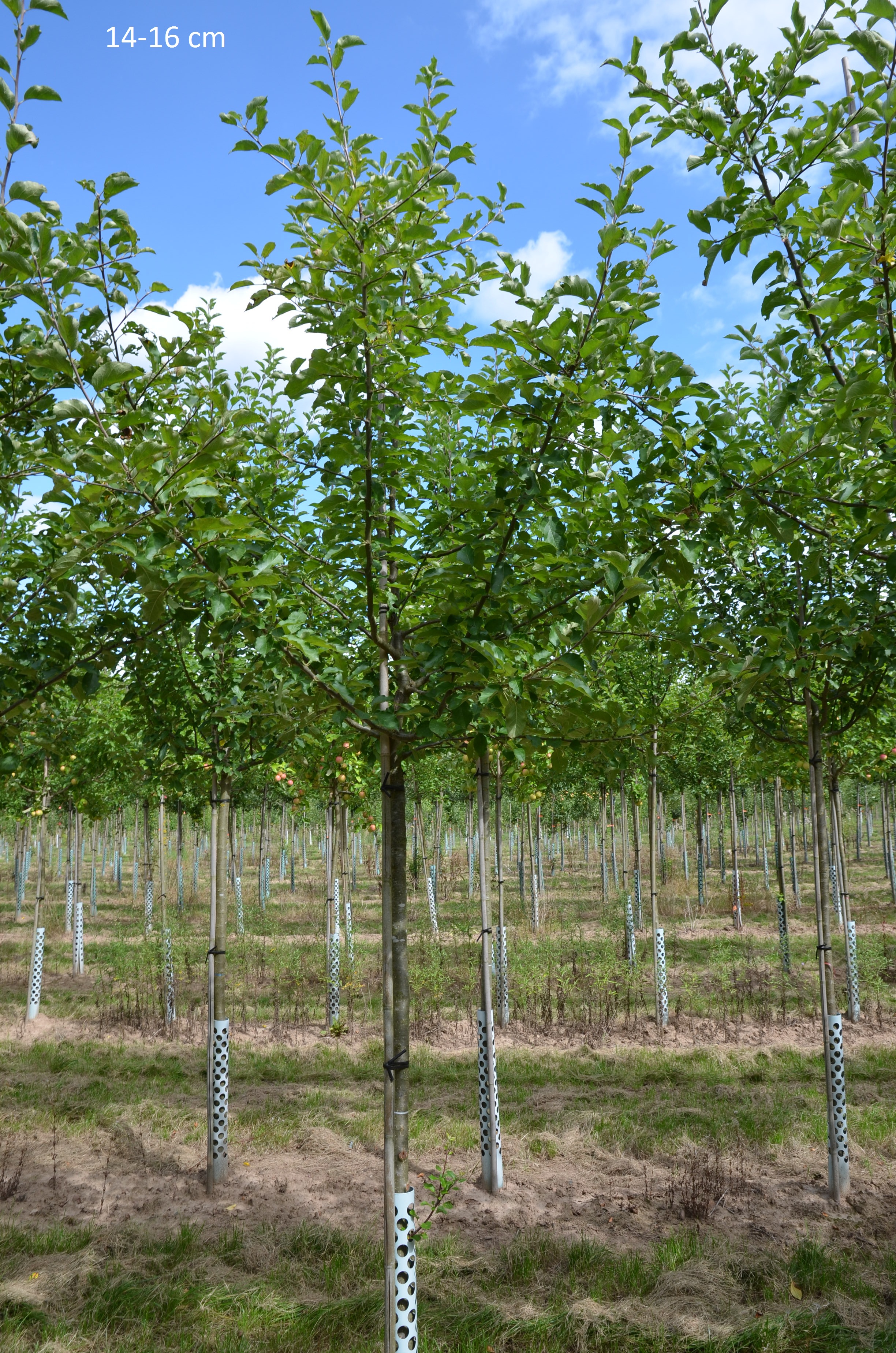 Apfelbaum Jonagold als großen Baum