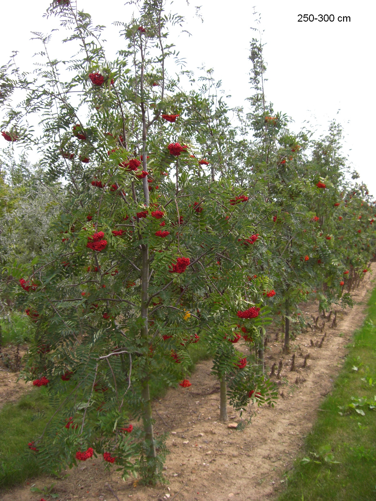 Eberesche (essbar) hier als großen Baum kaufen. Wir liefern zu Ihnen nach  Hause!