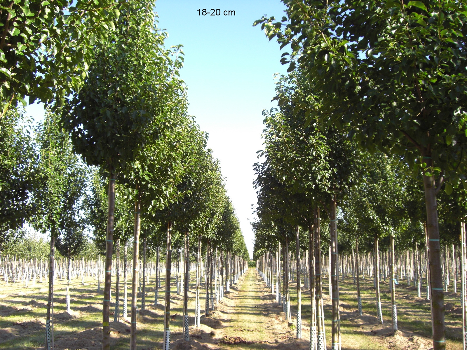 Sie suchen die chinesische Zierbirne als großen Baum? Dann