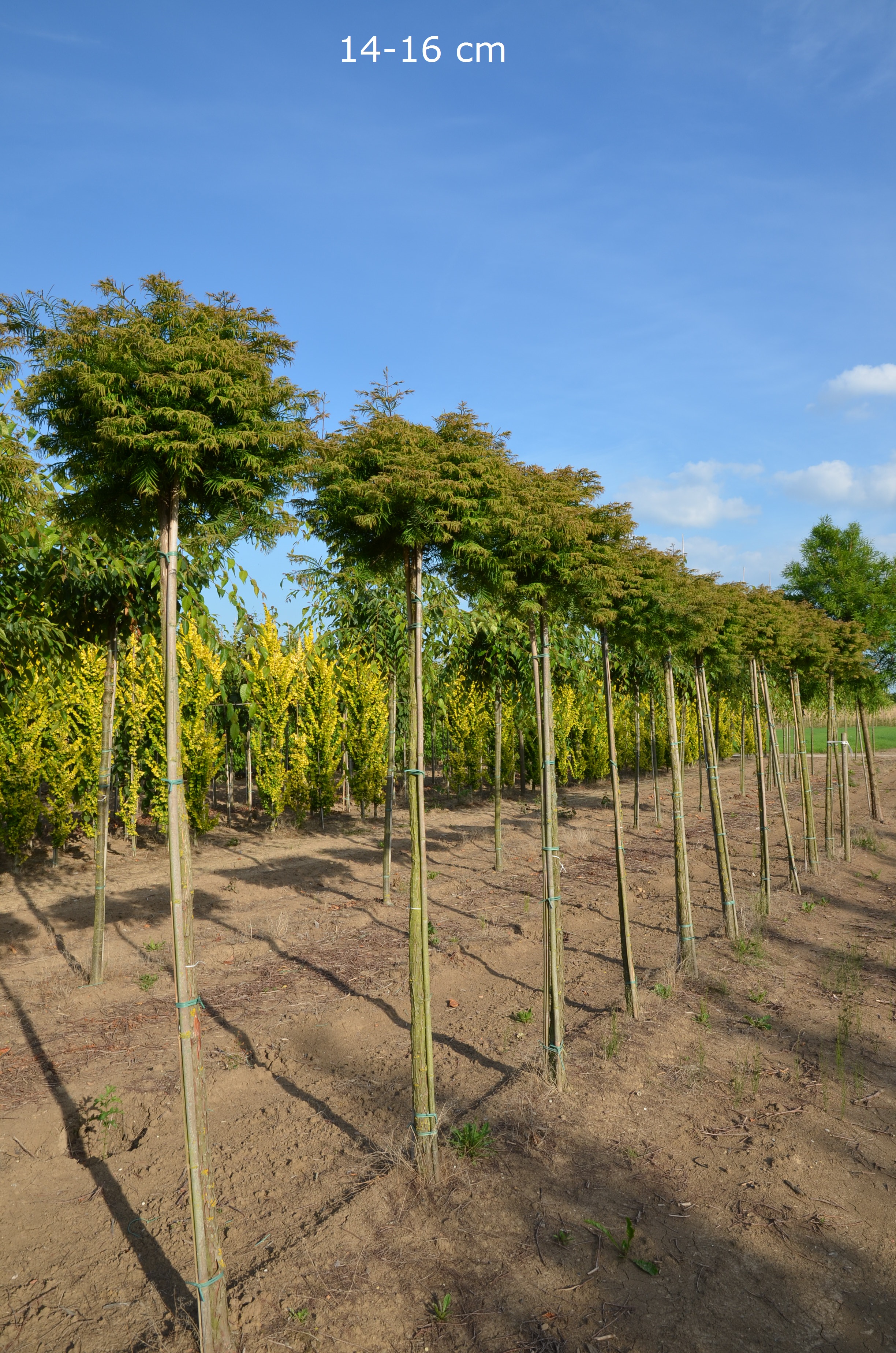 Etwas Außergewöhnliches für Ihren Garten gesucht? Wie wäre es mit dem