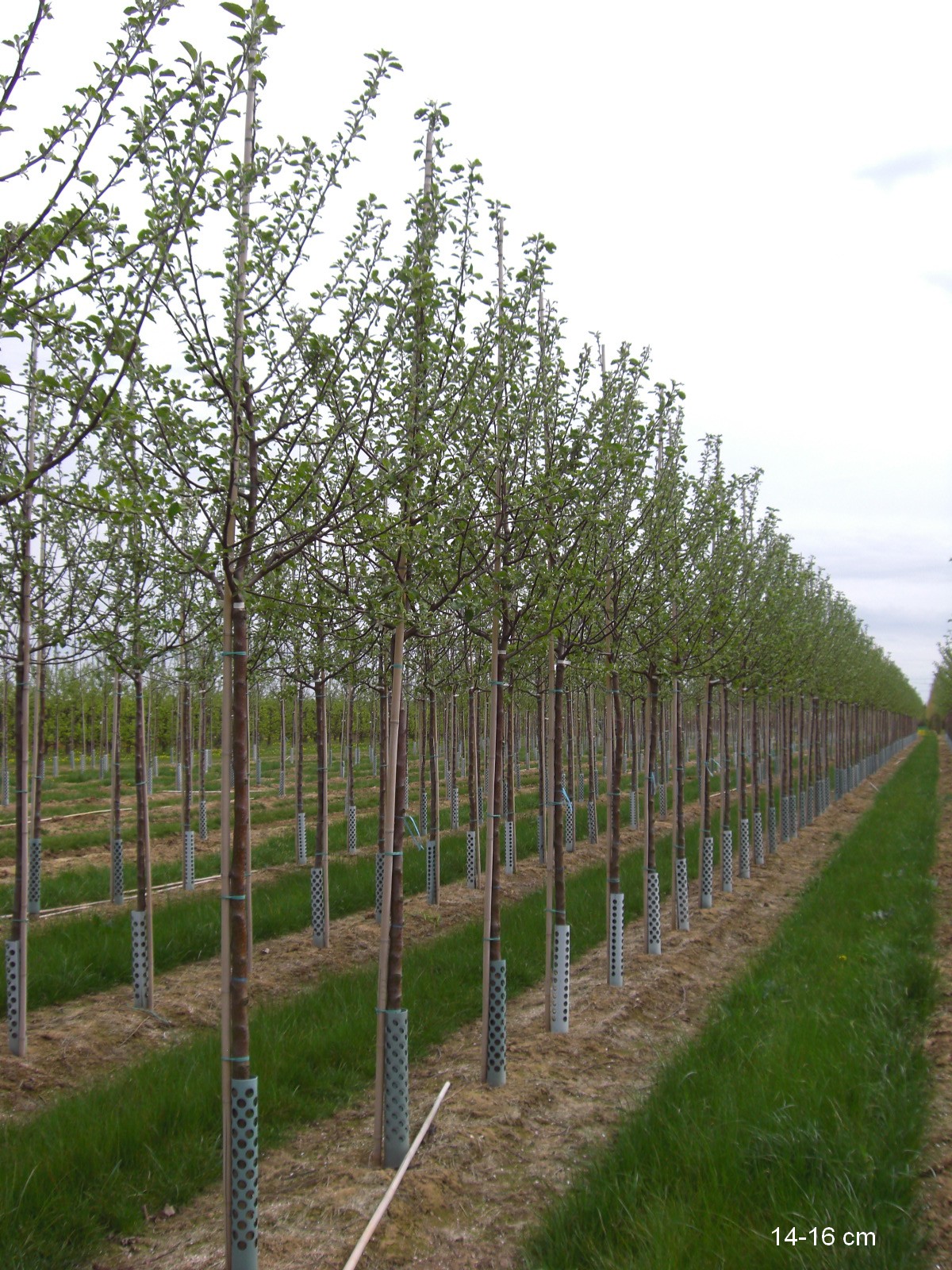 Apfelbaum Roter Boskoop großer Baum kaufen | Obstbäume & Gemüsepflanzen