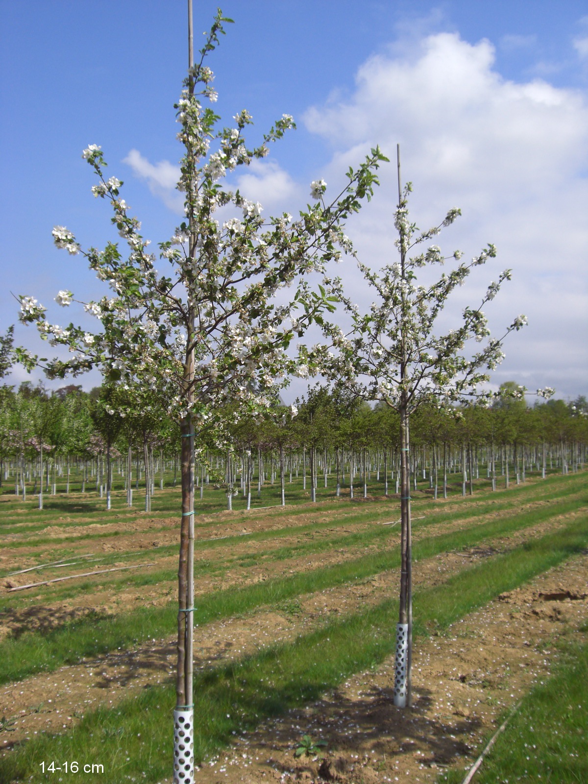 Apfelbaum Roter Boskoop großer Baum kaufen