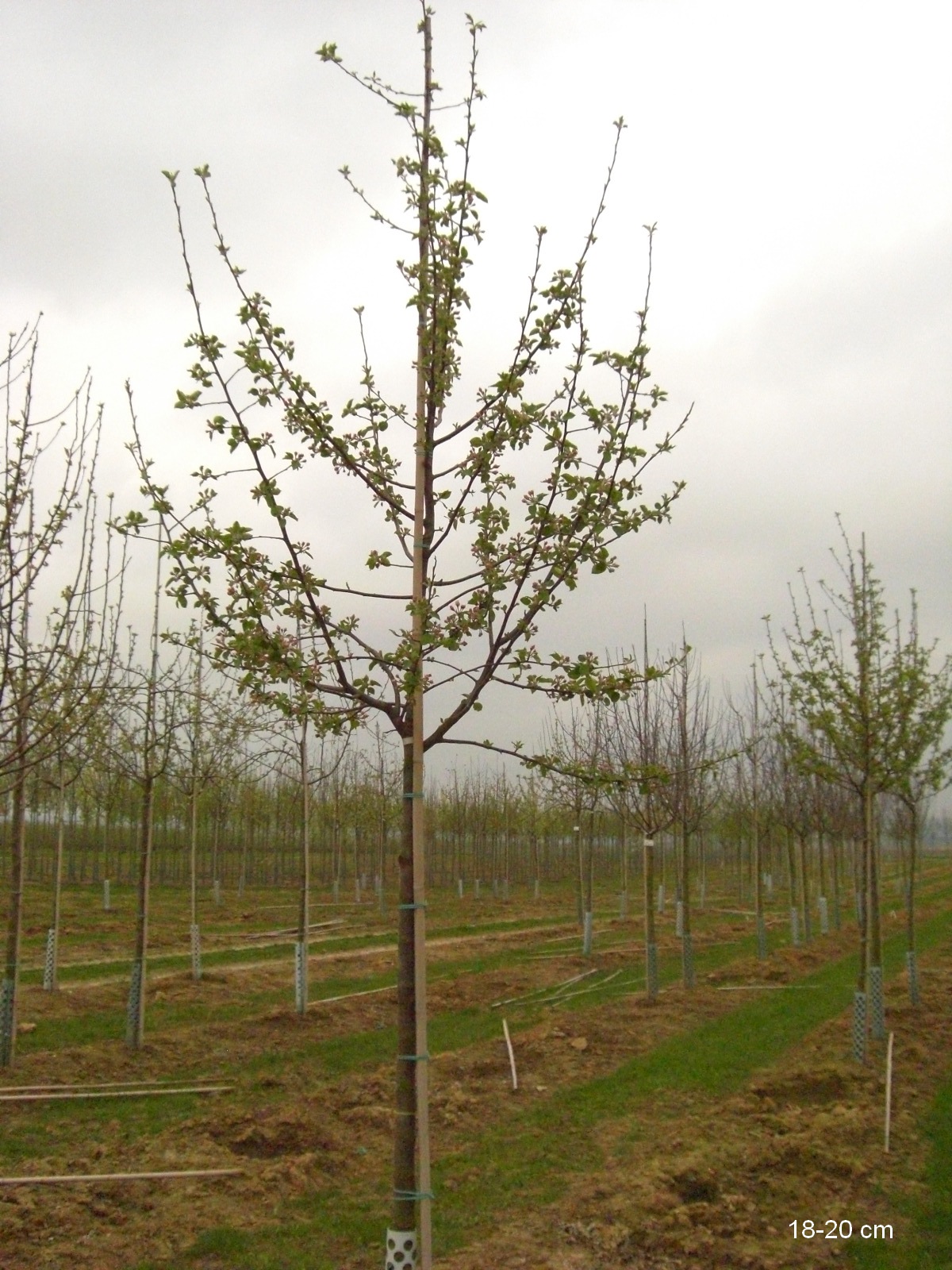 Apfelbaum Roter Boskoop großer Baum kaufen