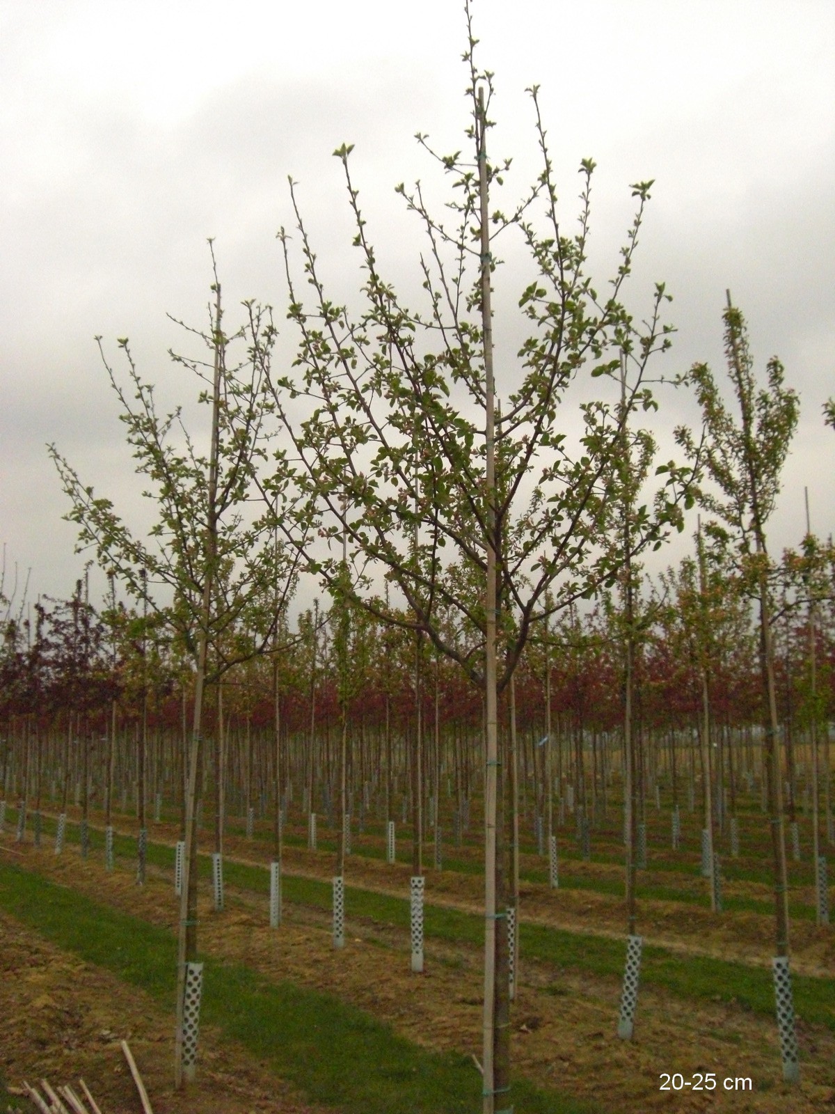 Roter Apfelbaum kaufen Baum großer Boskoop