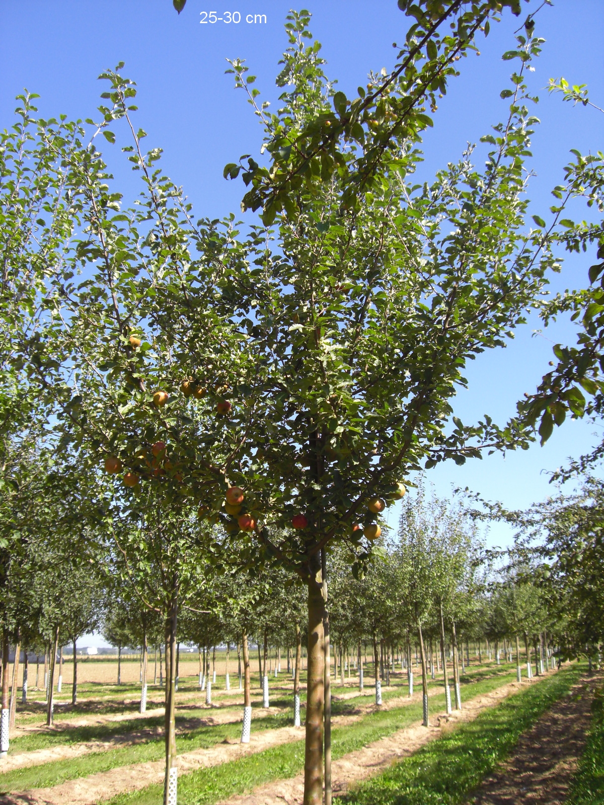 Apfelbaum Roter Baum großer kaufen Boskoop