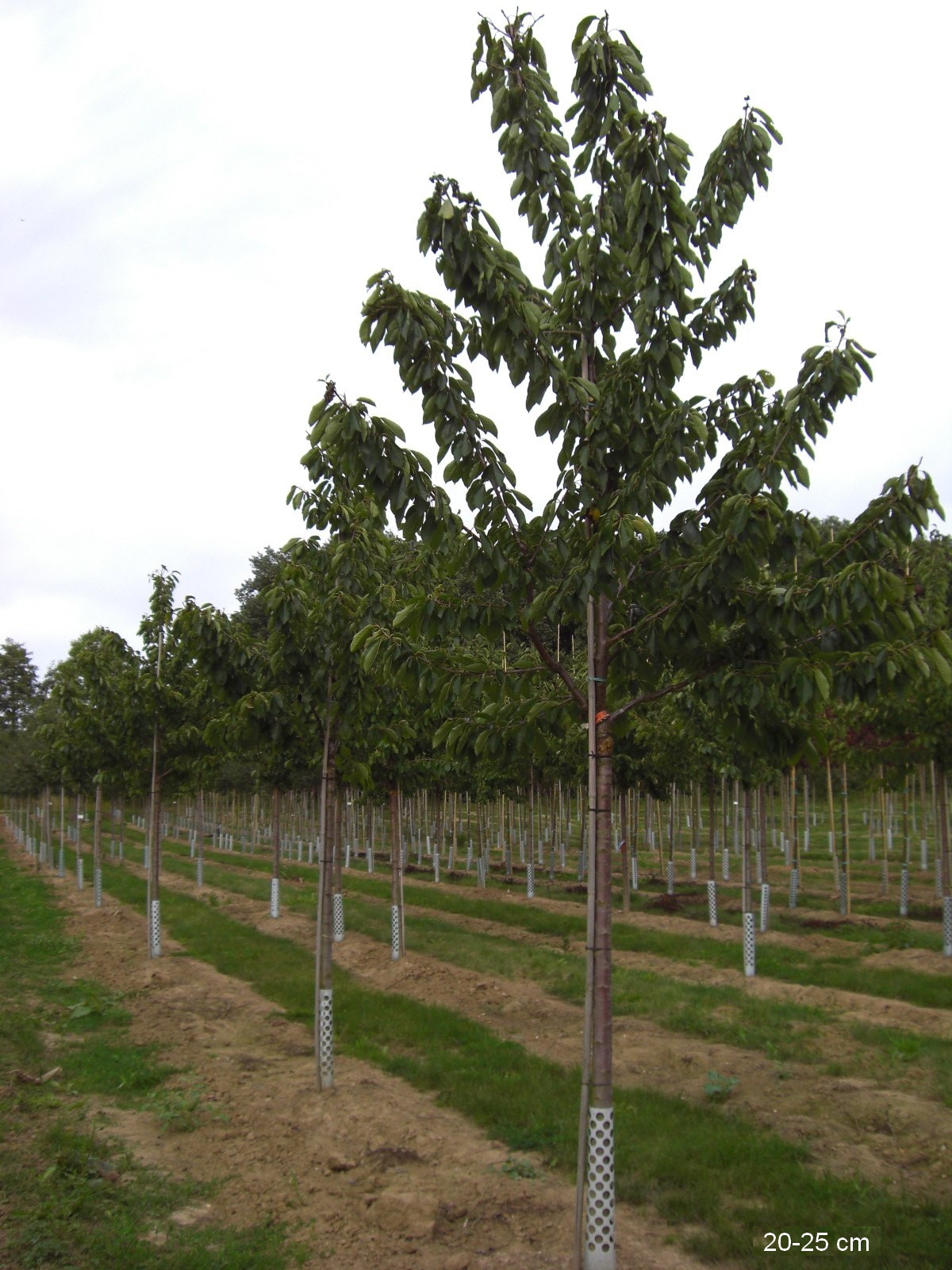 selbstbestäubende Süßkirsche Sunburst als großen Baum kaufen, Lieferung und  Versand | Obstbäume & Gemüsepflanzen