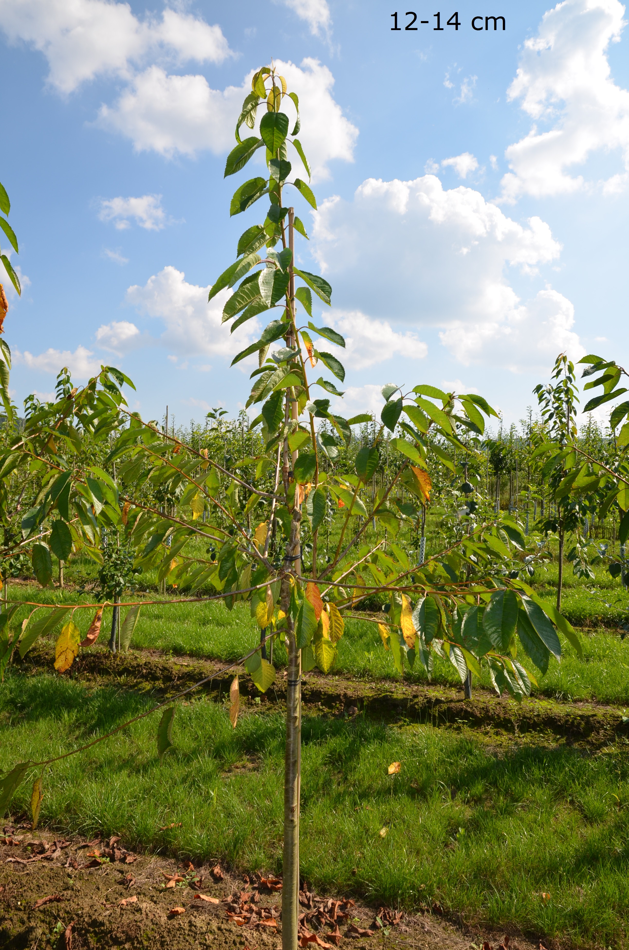 Lieferung als Sunburst Süßkirsche Baum großen und selbstbestäubende kaufen, Versand