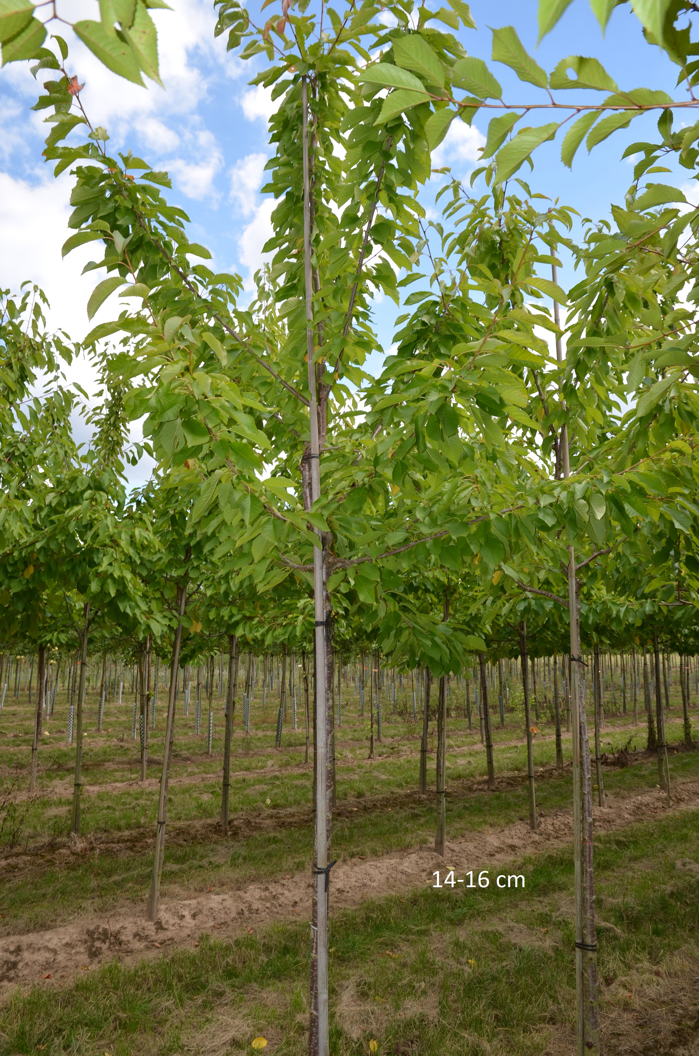 Lieferung kaufen, als großen Baum Sunburst Süßkirsche und Versand selbstbestäubende