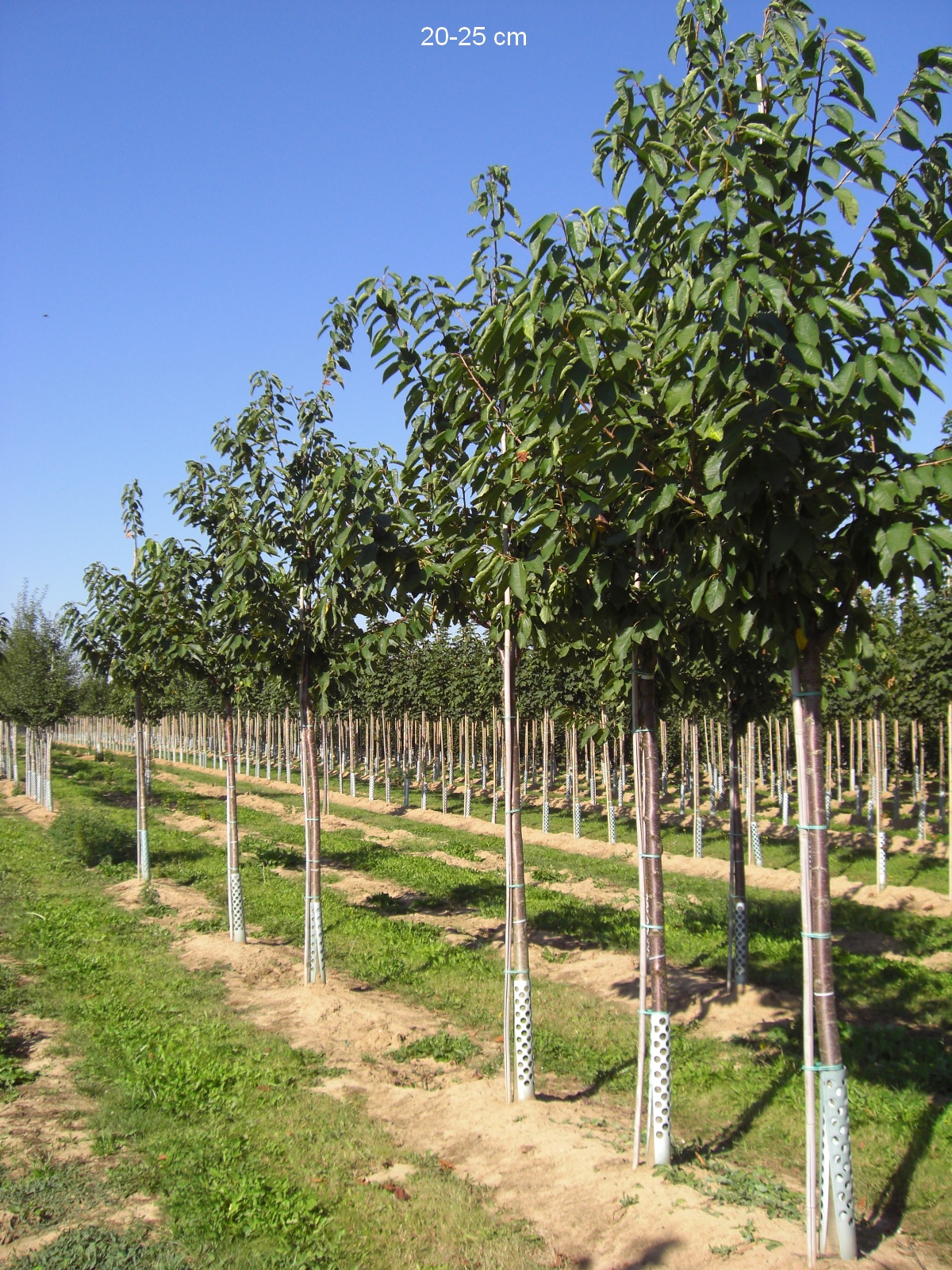 selbstbestäubende Süßkirsche Sunburst als großen Baum kaufen, Lieferung und  Versand | Obstbäume & Gemüsepflanzen