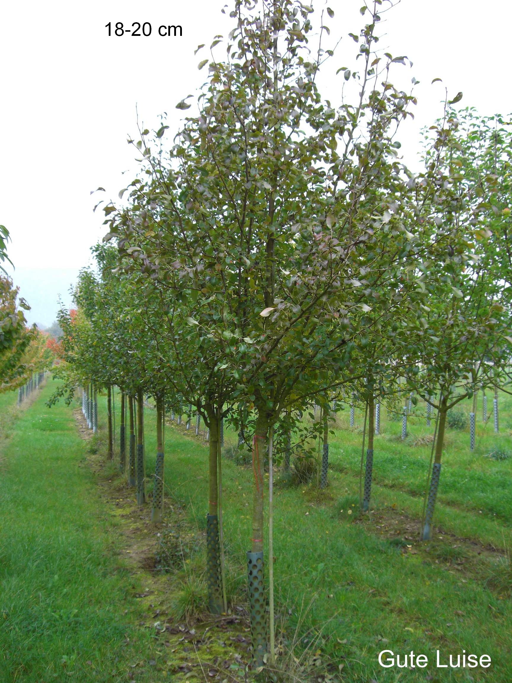 großer Gute Baum Luise Birne