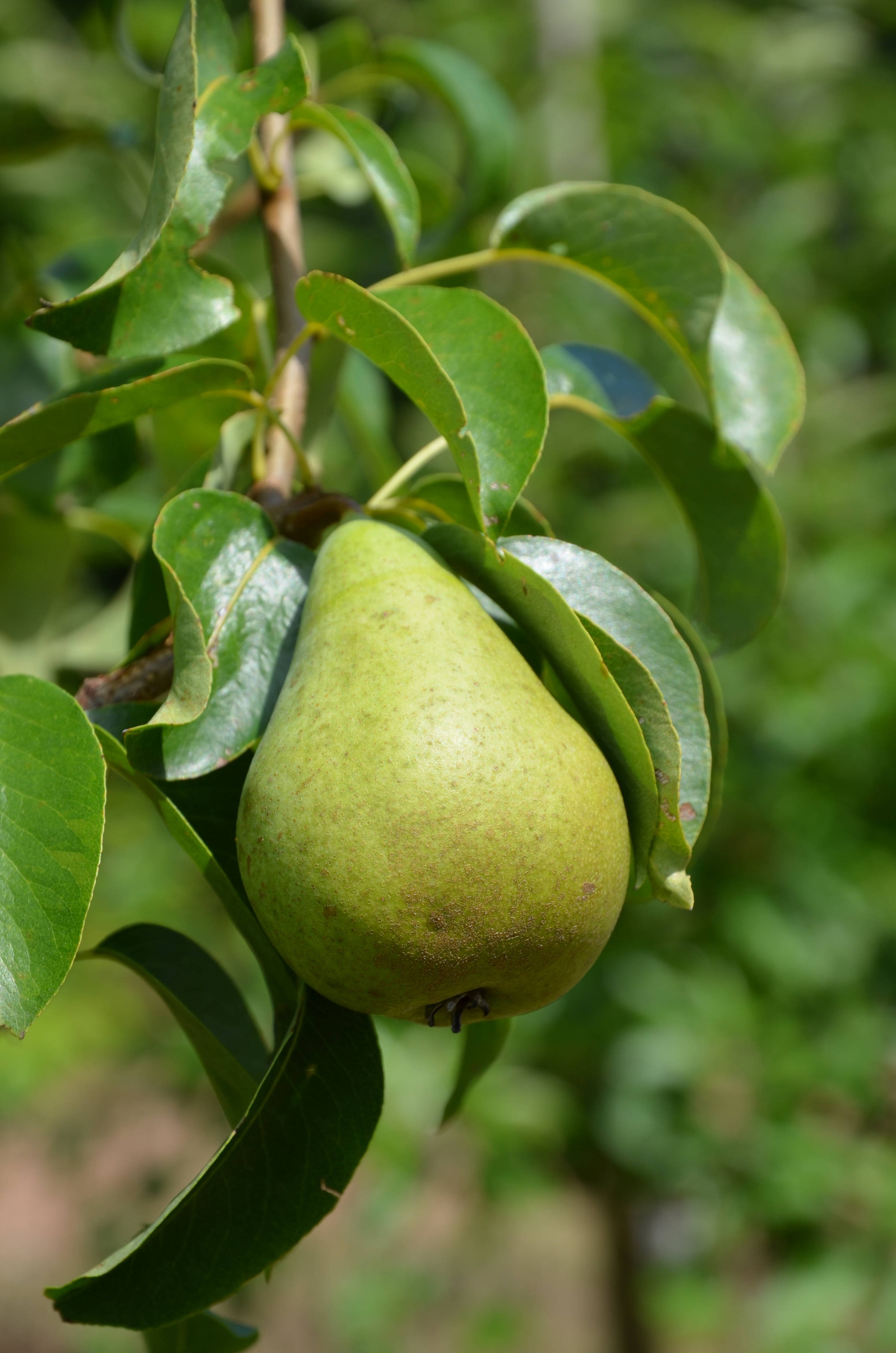 Birnenbaum, der nicht so groß wächst - Condo