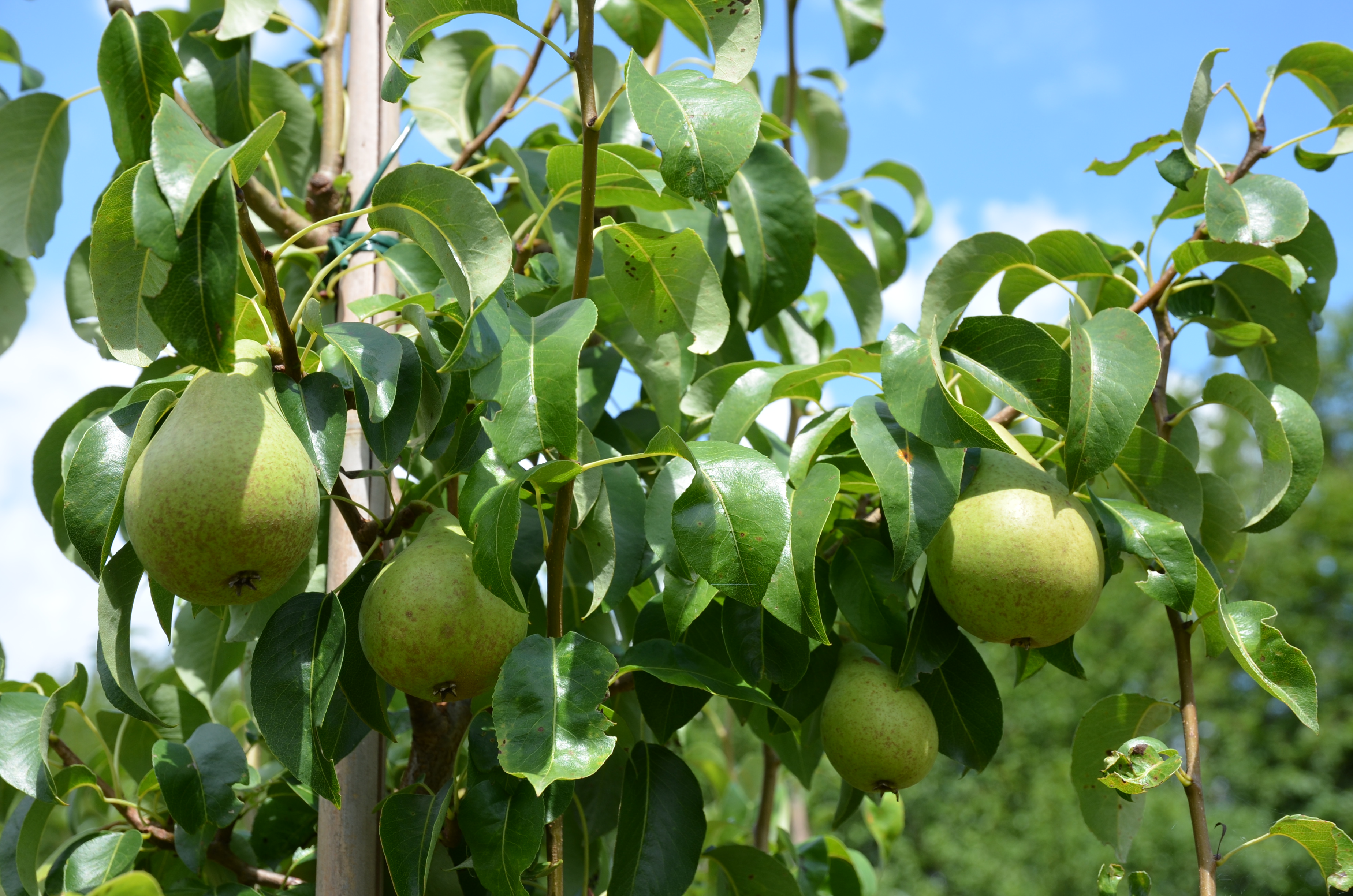 Birnenbaum, der nicht so groß wächst - Condo