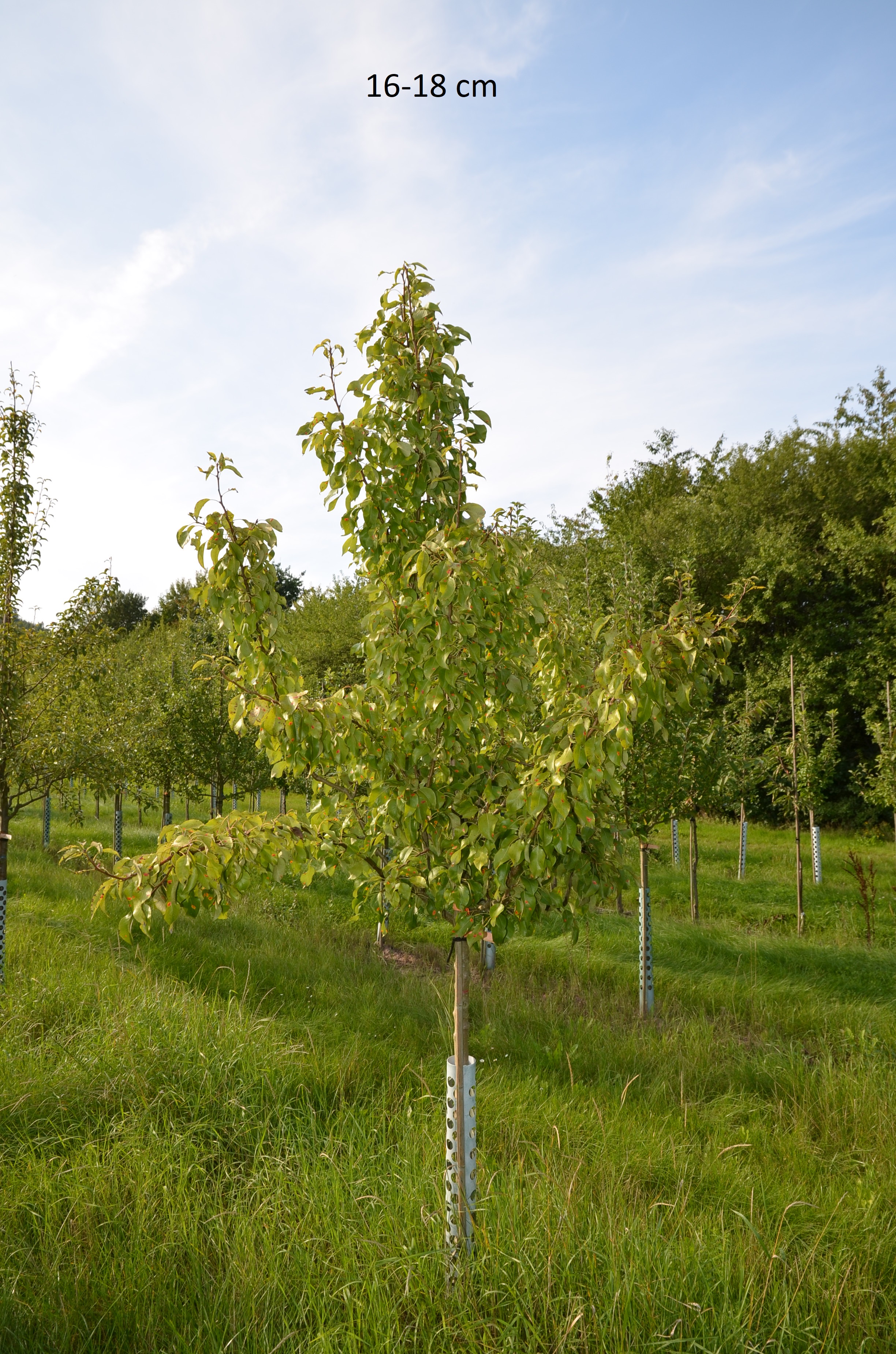 Birnenbaum, der nicht so groß wächst - Condo