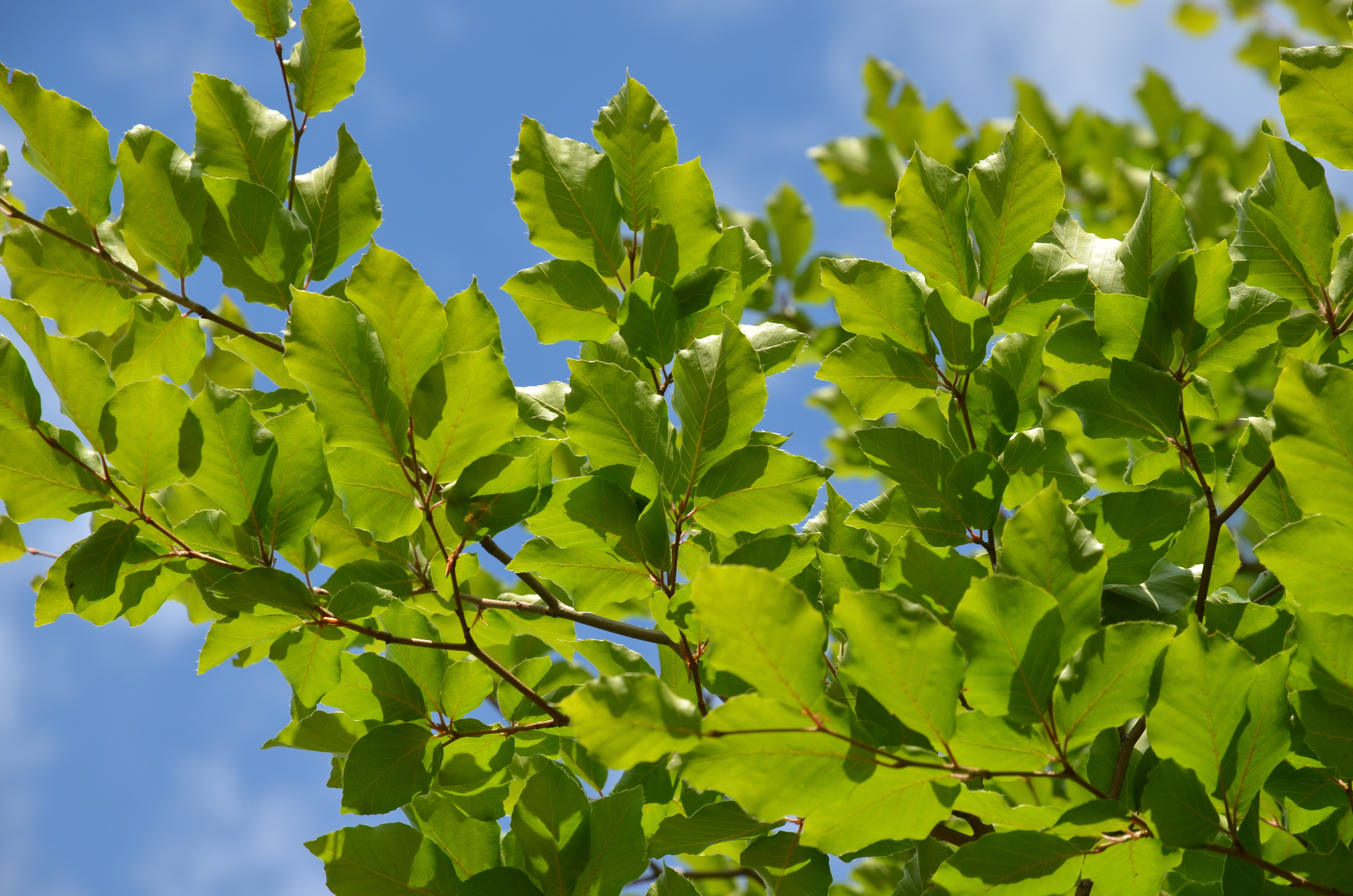 Hier finden Sie die Sulenbuche als Grobaum. Wir liefern deutschalandweit.