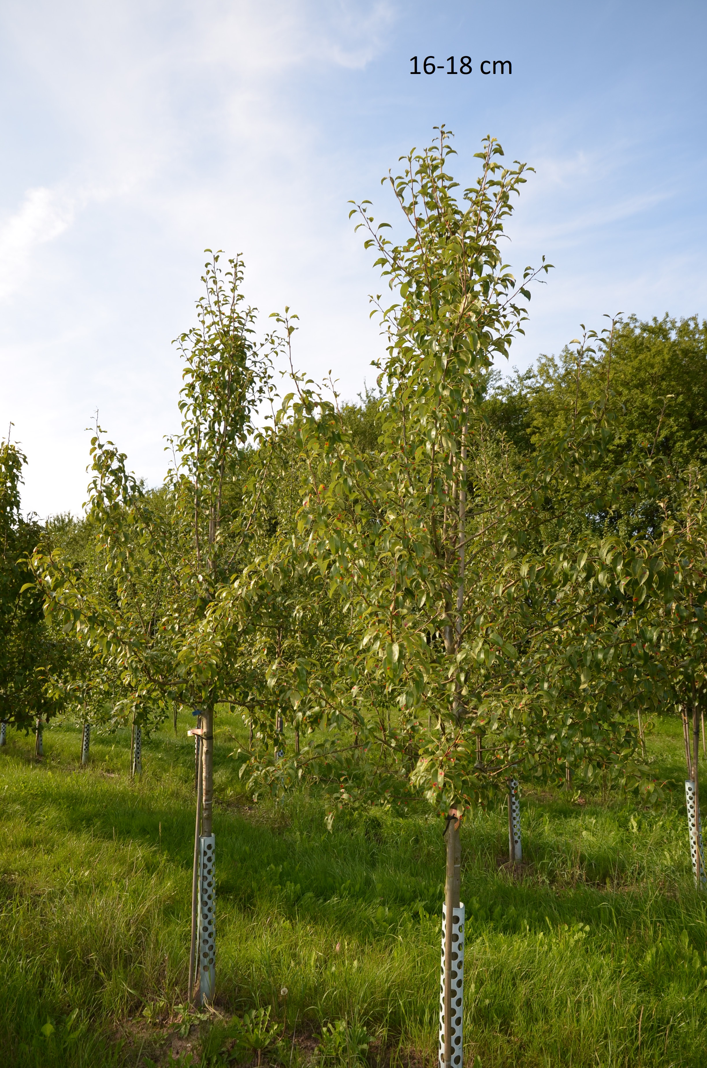 Birne Gute Luise großer Baum