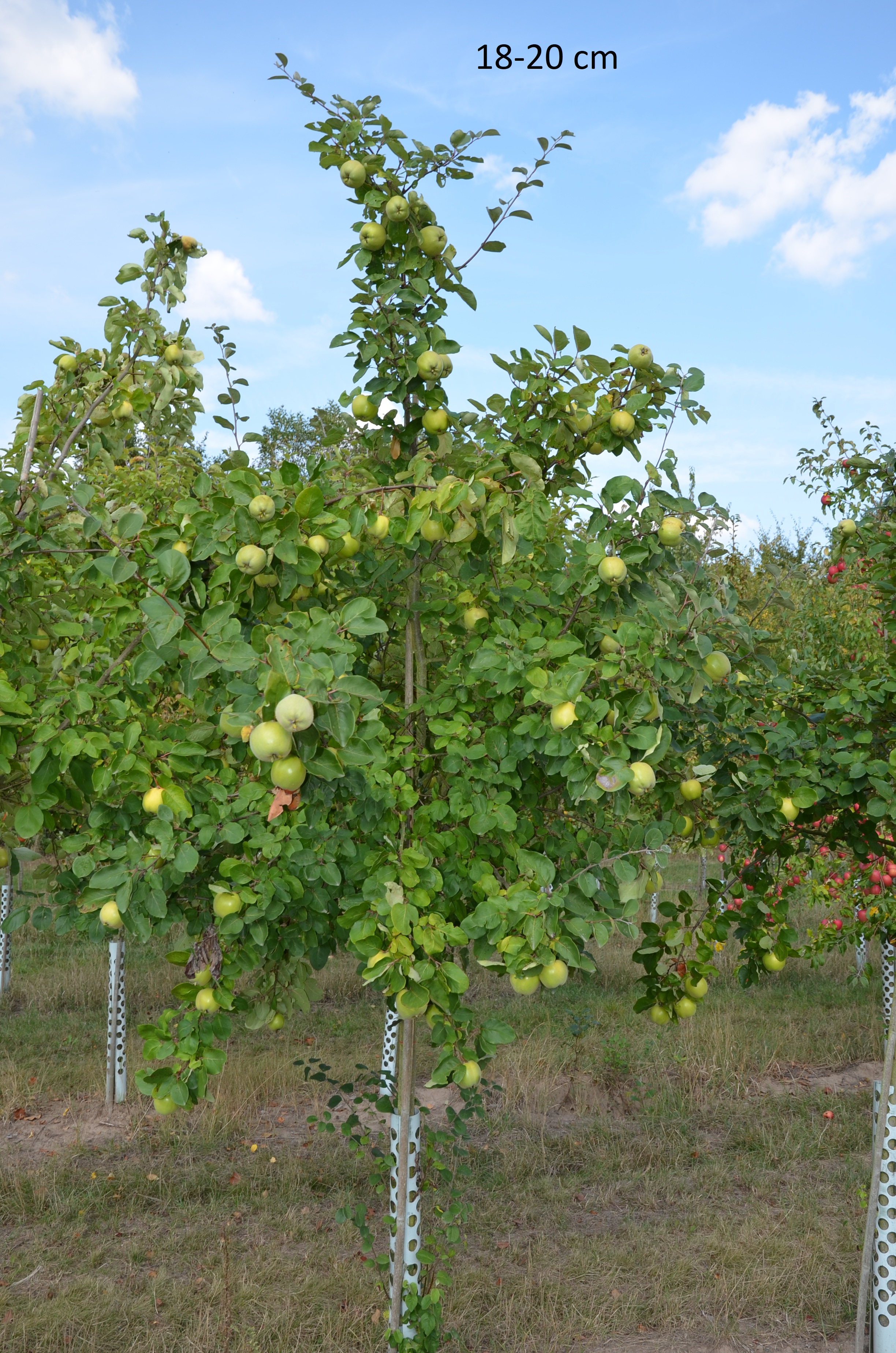 Konstantinopler Apfelquitte großer Baum kaufen | Obstbäume & Gemüsepflanzen