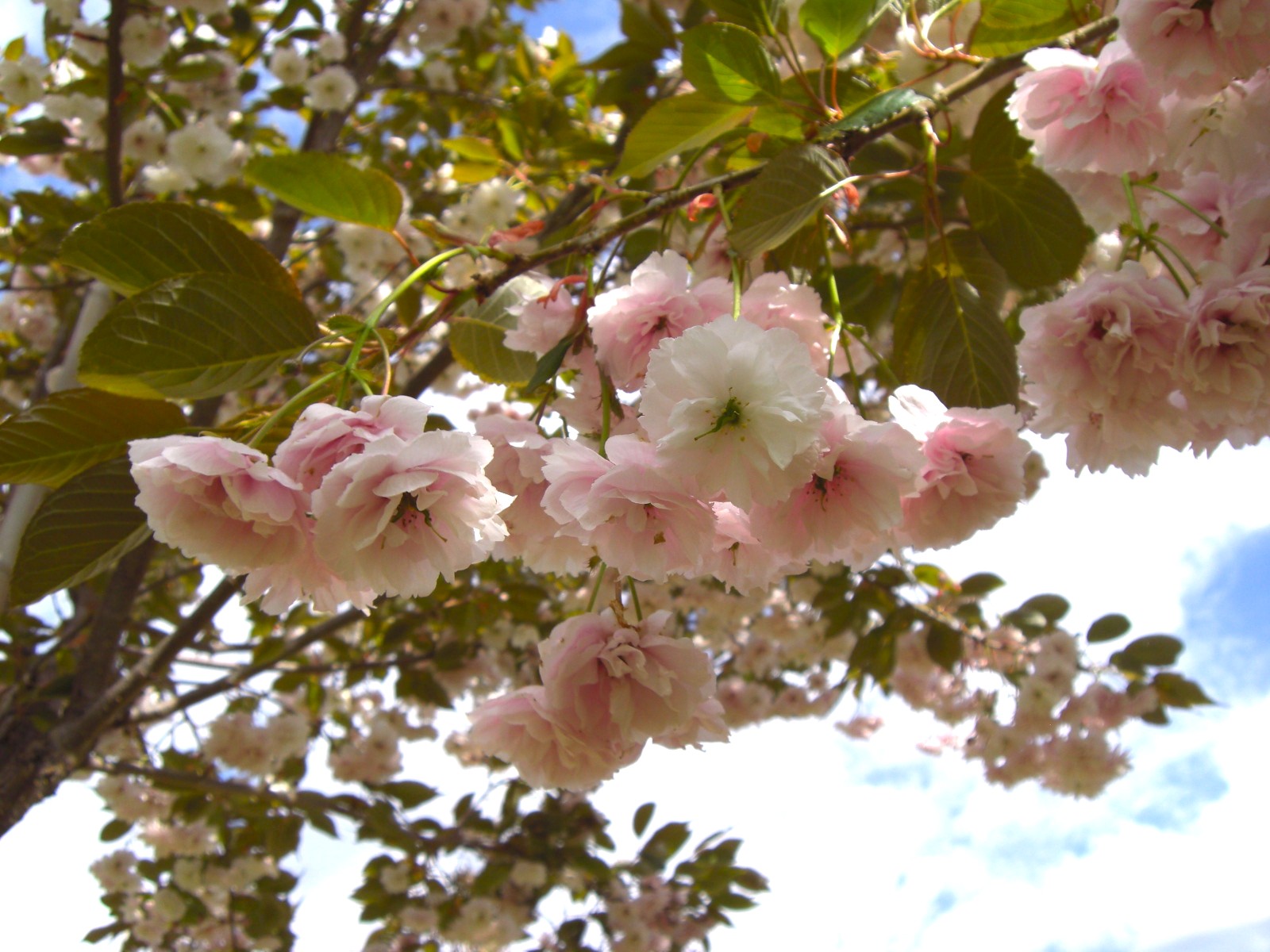breitwachsenden Baum kaufen Zierkirsche Shirofugen