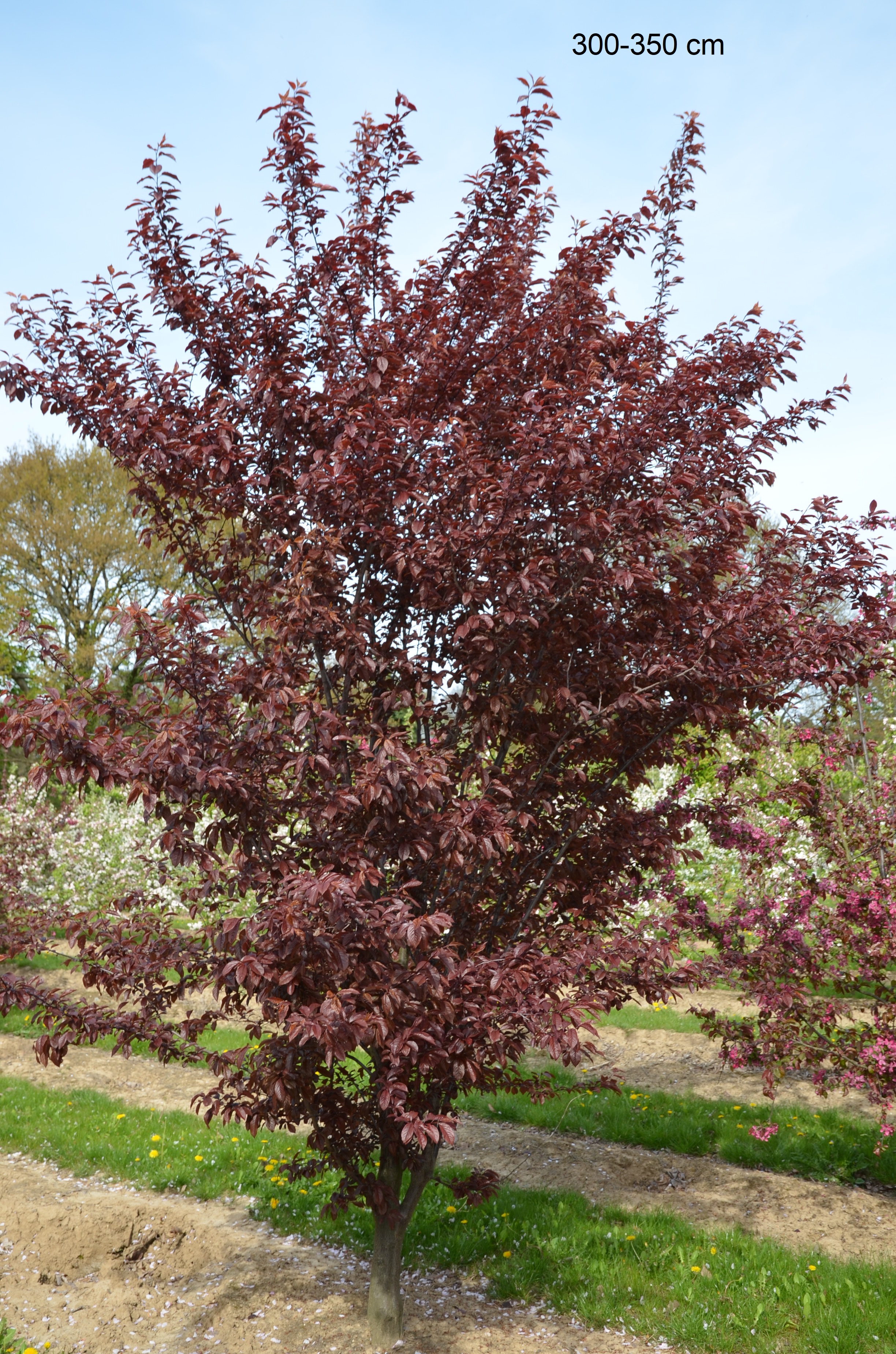 Zier Blutpflaume schon als großer Baum liefern lassen