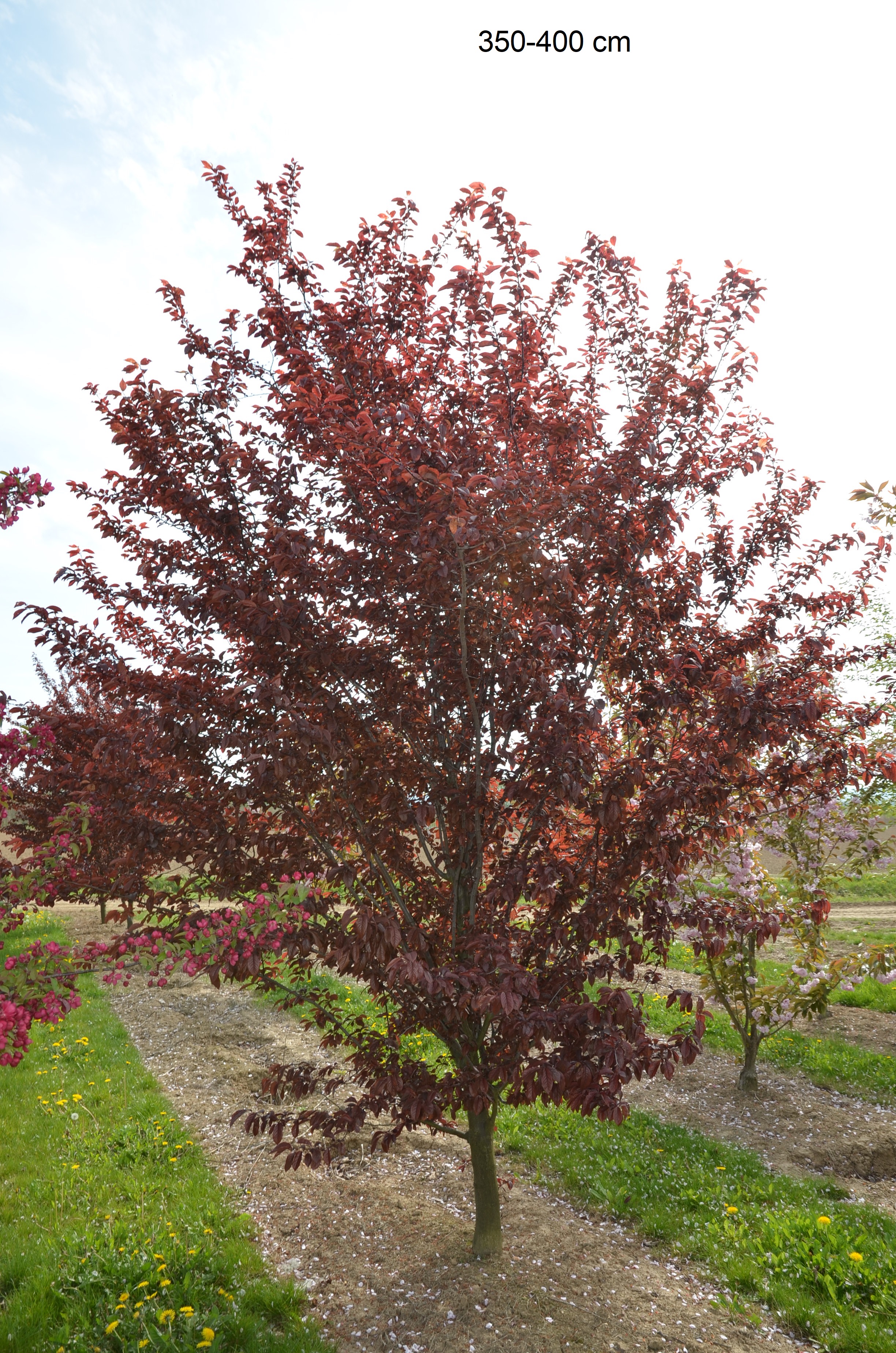 45+ Blutpflaume Als Strauch, Der baum oder busch wird nicht sehr