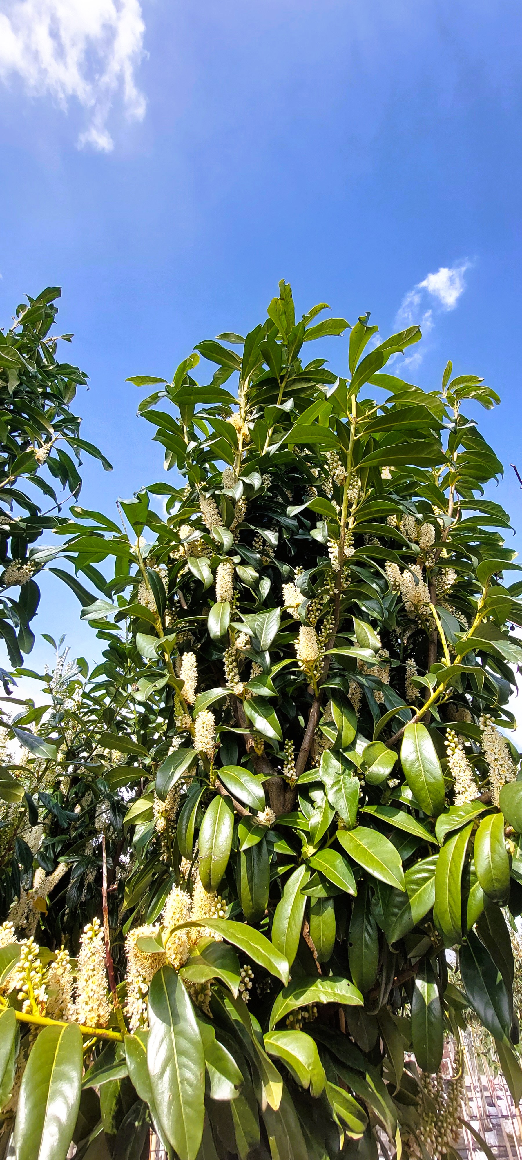 roslina monstera Monstera Deliciosa Plant 105cm
