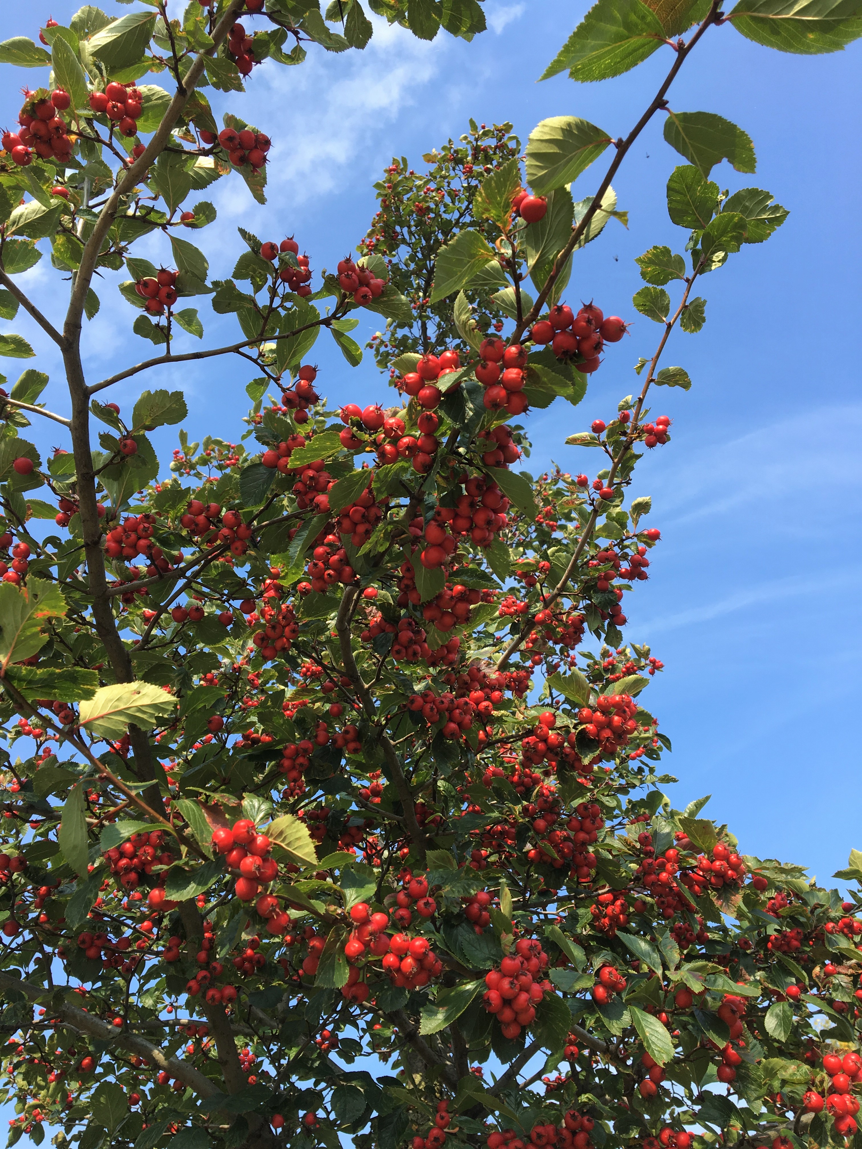 Robuster Kleinbaum Pflaumenblattriger Weissdorn Als Guter Sichtschutz