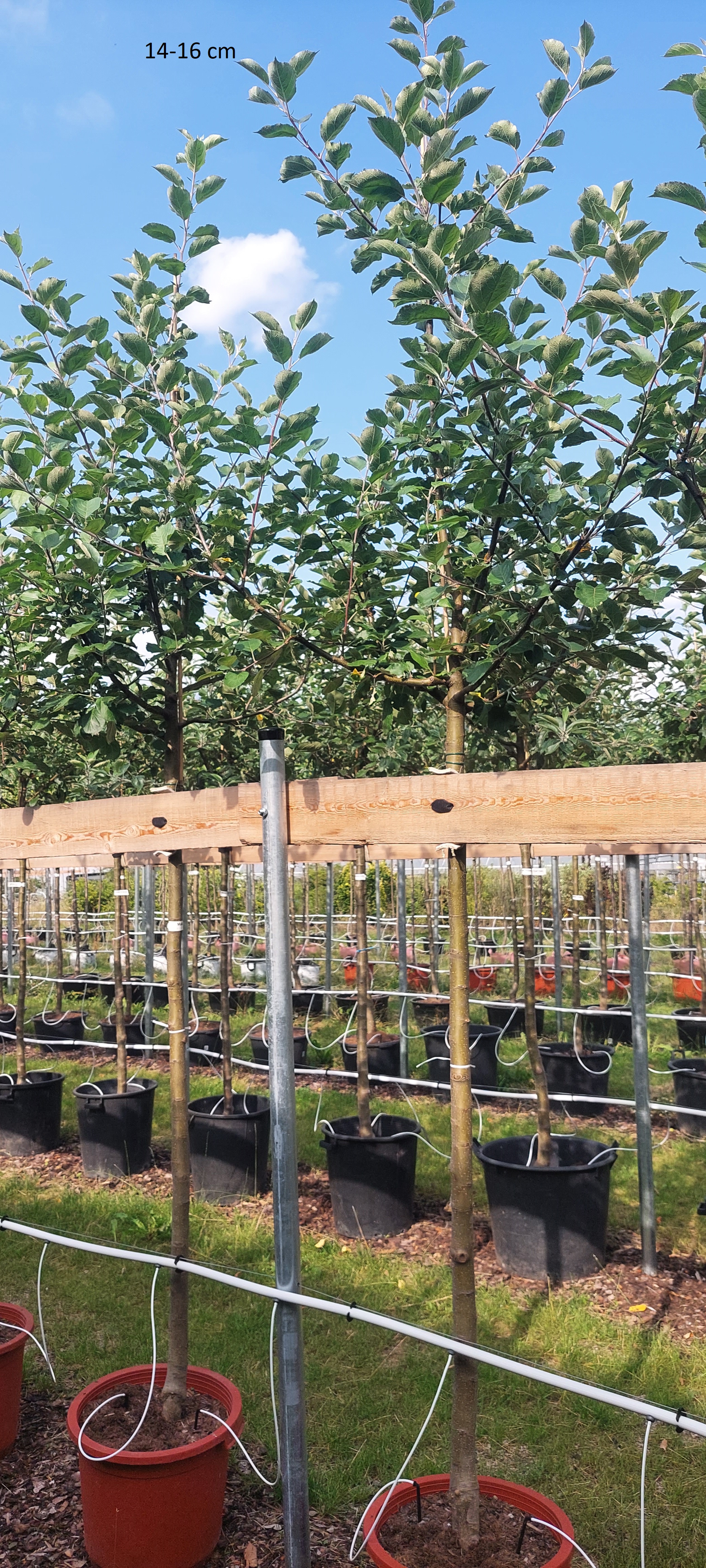 Apfelbaum Roter Boskoop großer Baum kaufen | Obstbäume & Gemüsepflanzen