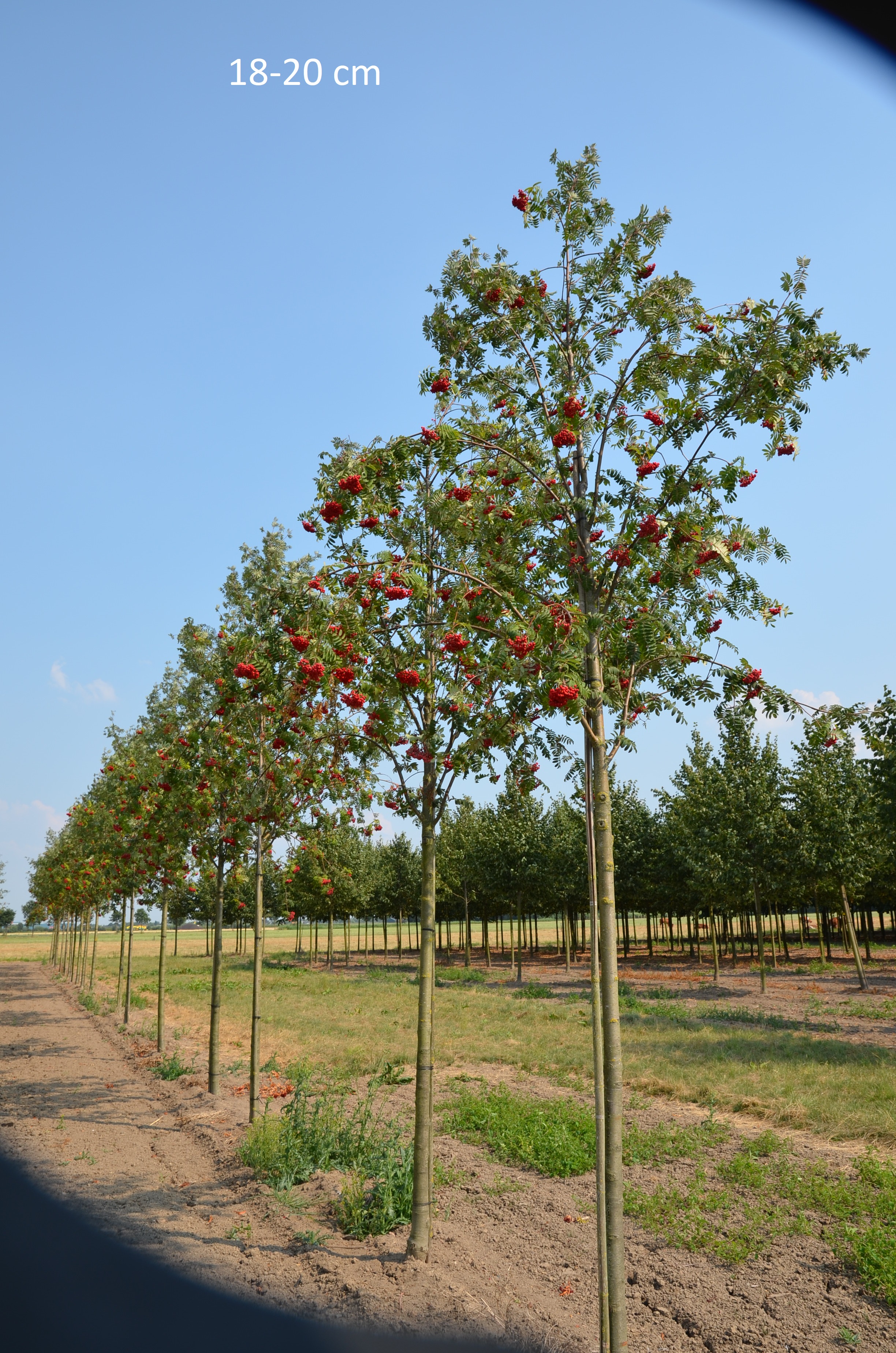 Eberesche (essbar) hier als großen Baum kaufen. Wir liefern zu Ihnen nach  Hause!