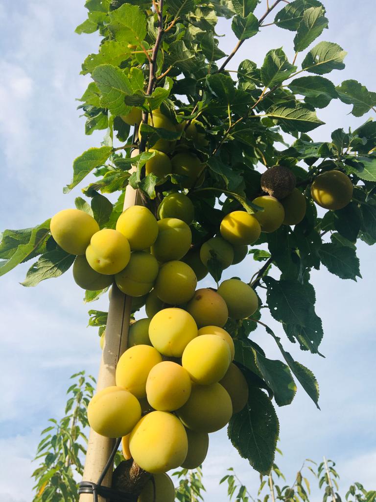 Gelbe Pflaume Rheingold großer Baum kaufen