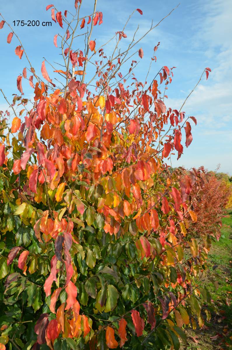 Eisenholzbaum