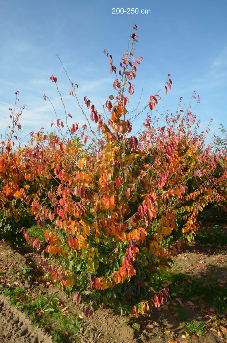 Eisenholzbaum