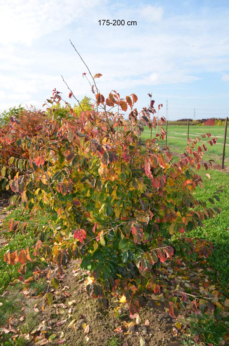 Eisenholzbaum