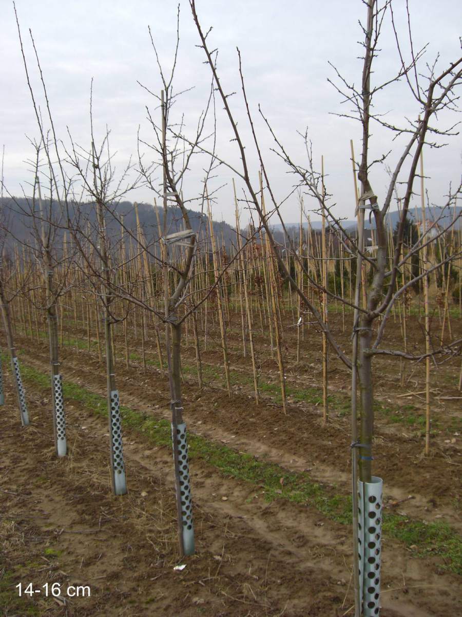Zwetschge: Gelbe Zwetschge Tipala