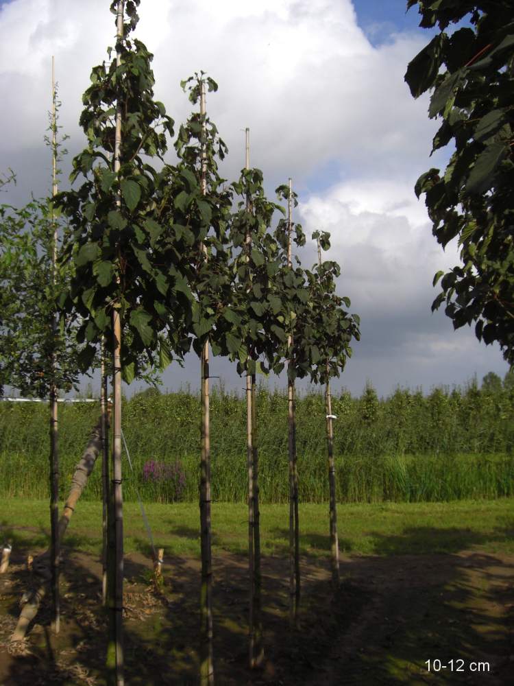 Taubenbaum/Taschentuchbaum