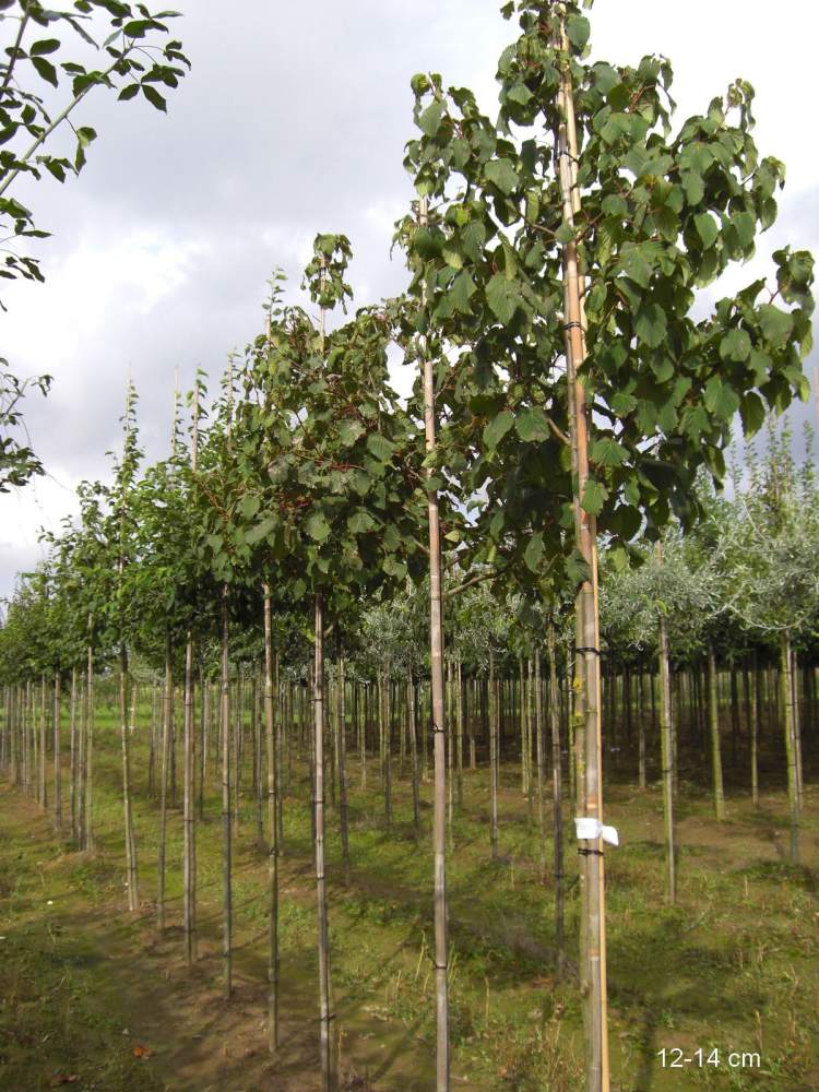 Taubenbaum/Taschentuchbaum