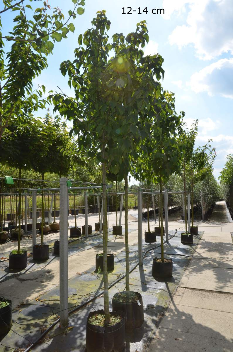 Taubenbaum/Taschentuchbaum