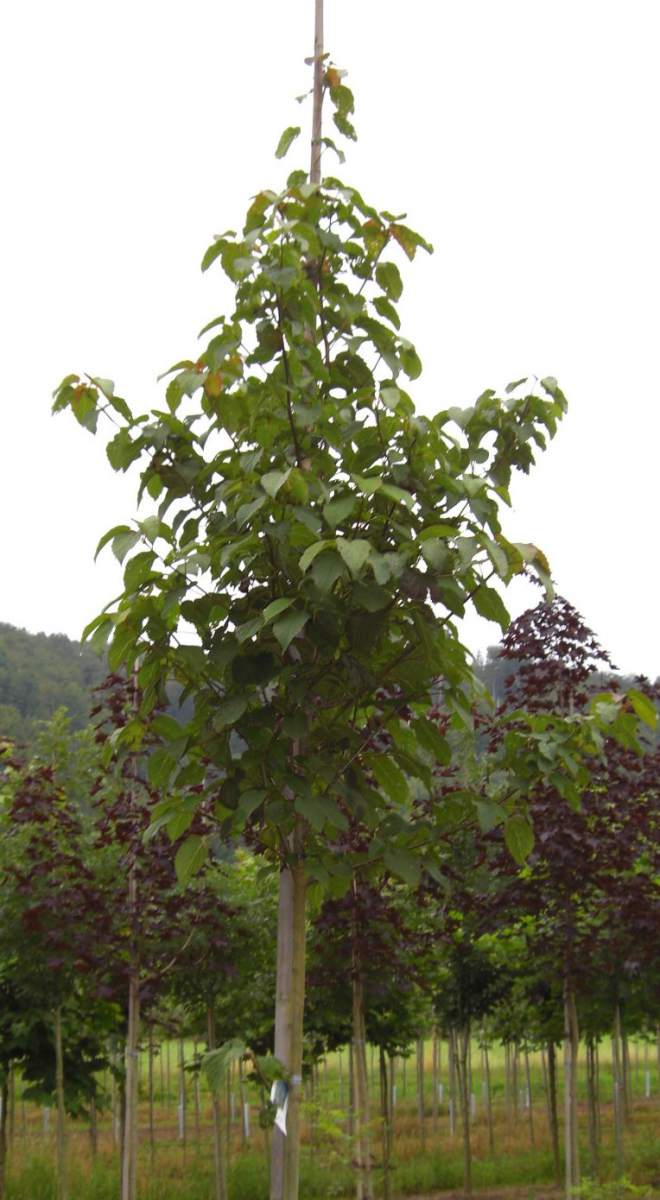 Taubenbaum/Taschentuchbaum