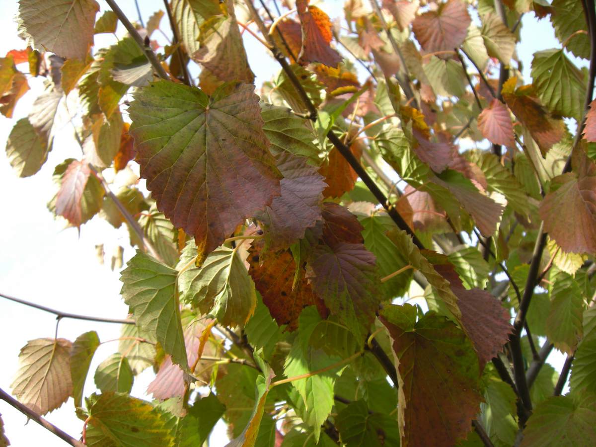 Taubenbaum/Taschentuchbaum