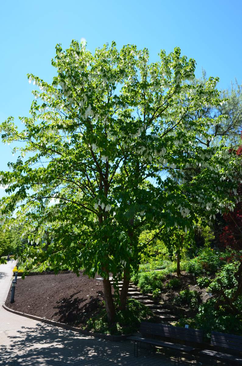 Taubenbaum/Taschentuchbaum