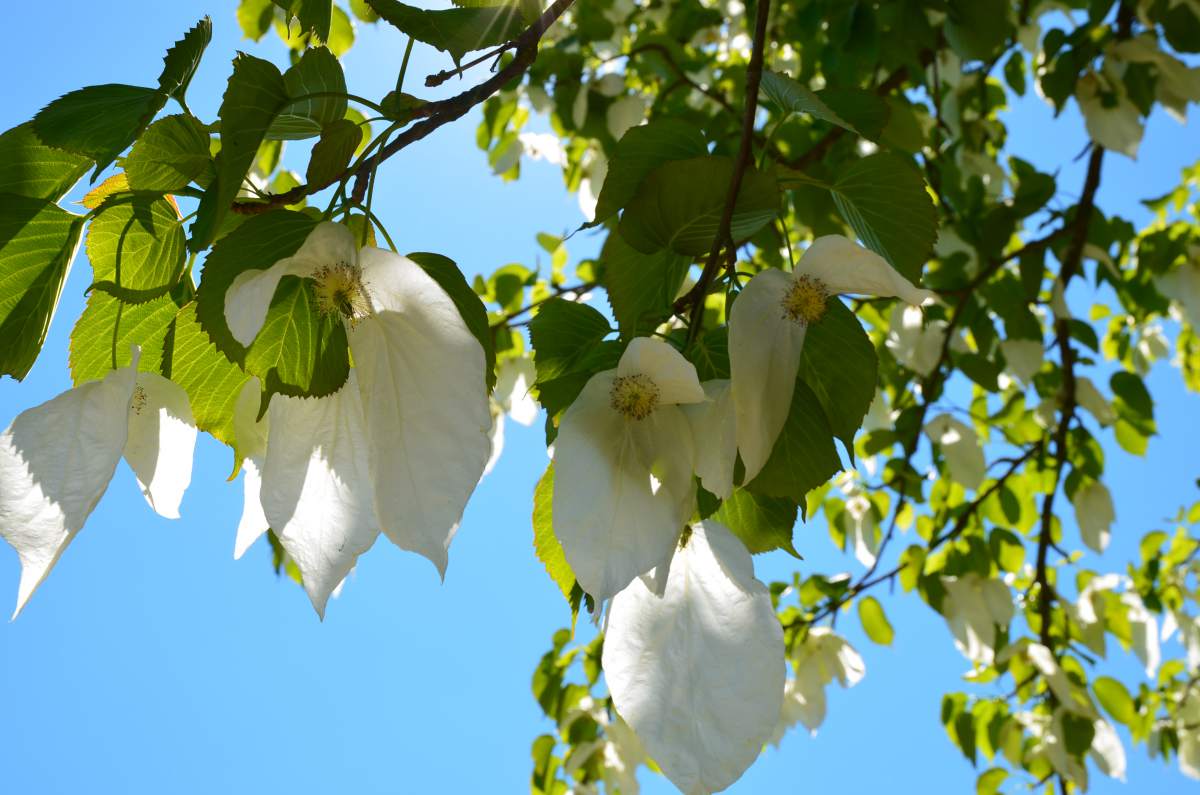 Taubenbaum/Taschentuchbaum