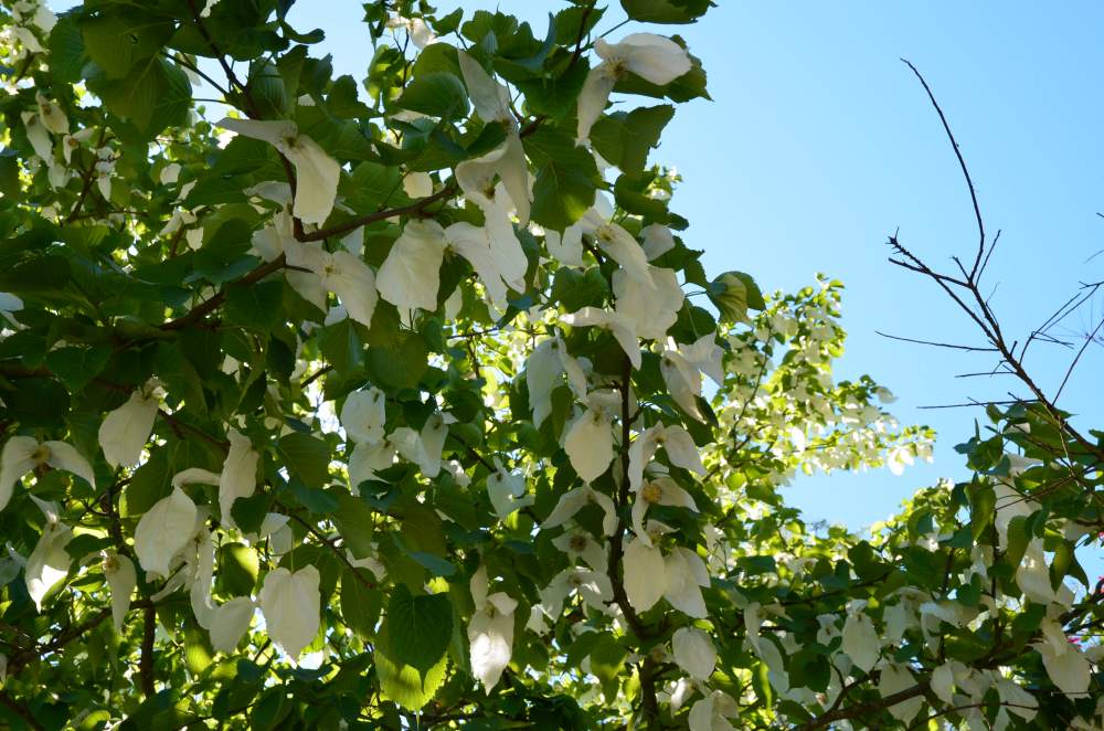 Taubenbaum/Taschentuchbaum