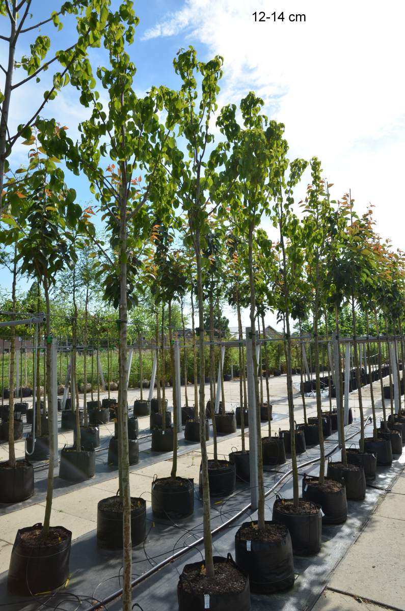 Taubenbaum/Taschentuchbaum