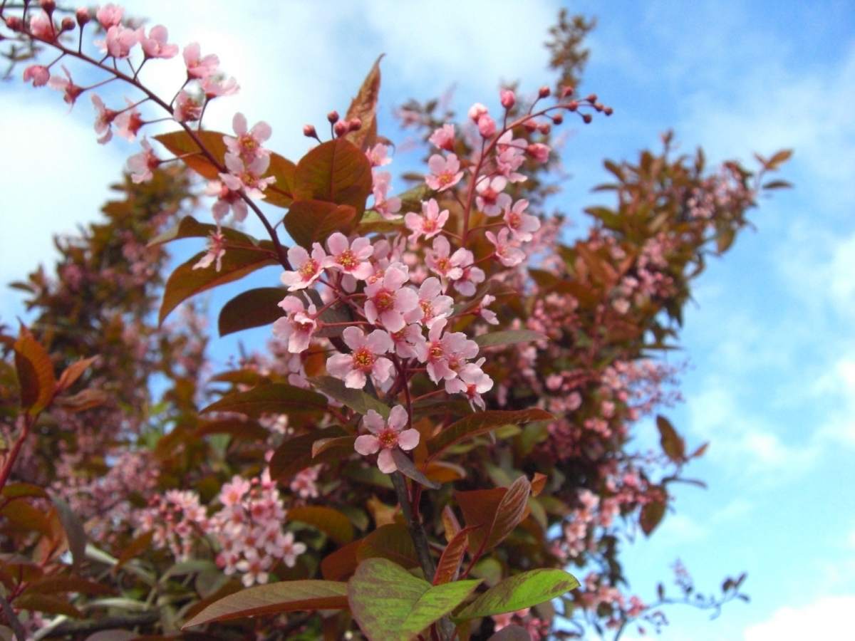 Traubenkirsche: Rosa Traubenkirsche