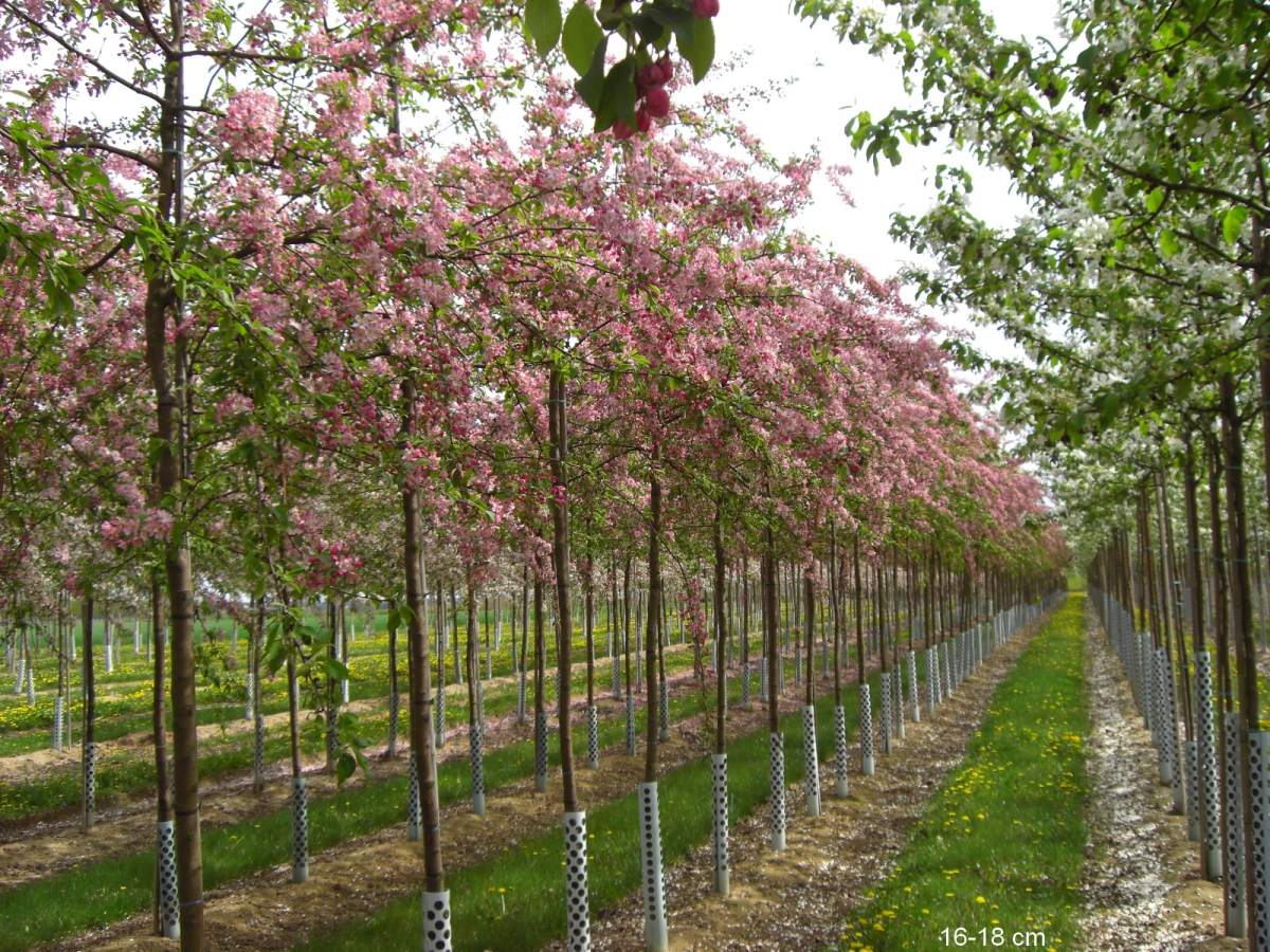 Zierapfel: Zierapfel Floribunda