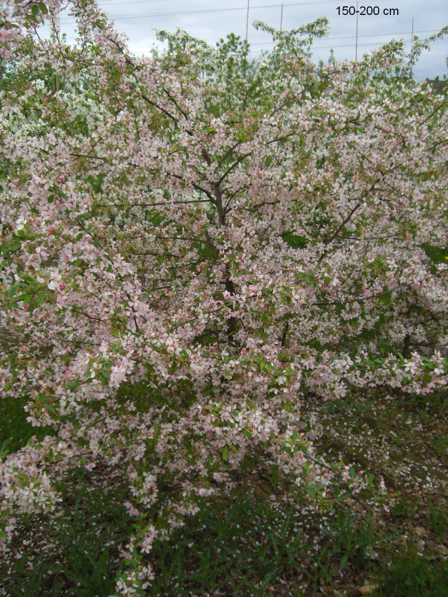 Zierapfel: Zierapfel Floribunda